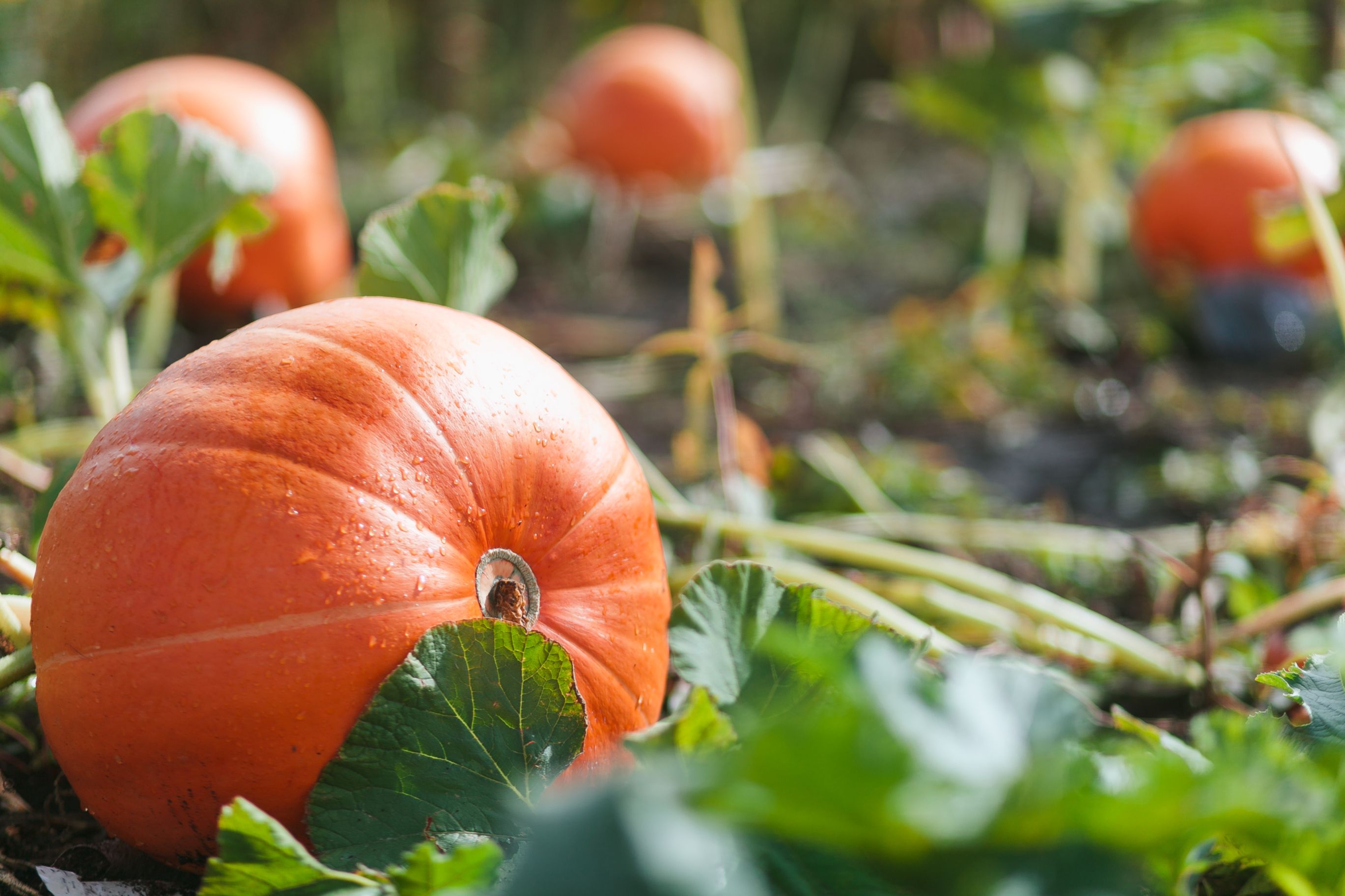 3 Reasons to Use Epsom Salt on Your Pumpkin Plants