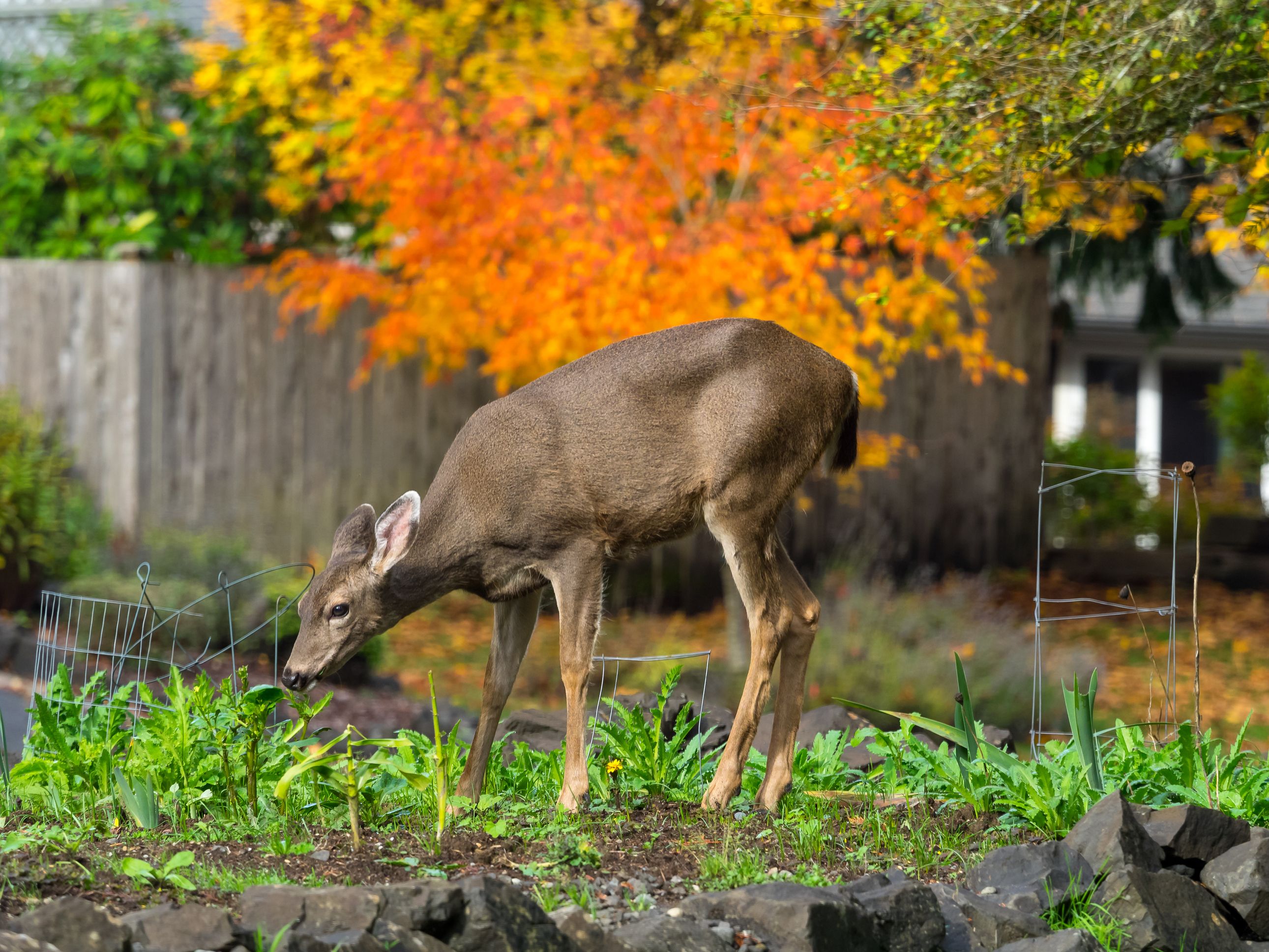 how-to-keep-deer-from-eating-your-pumpkins