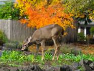 How To Keep Deer From Eating Your Pumpkins