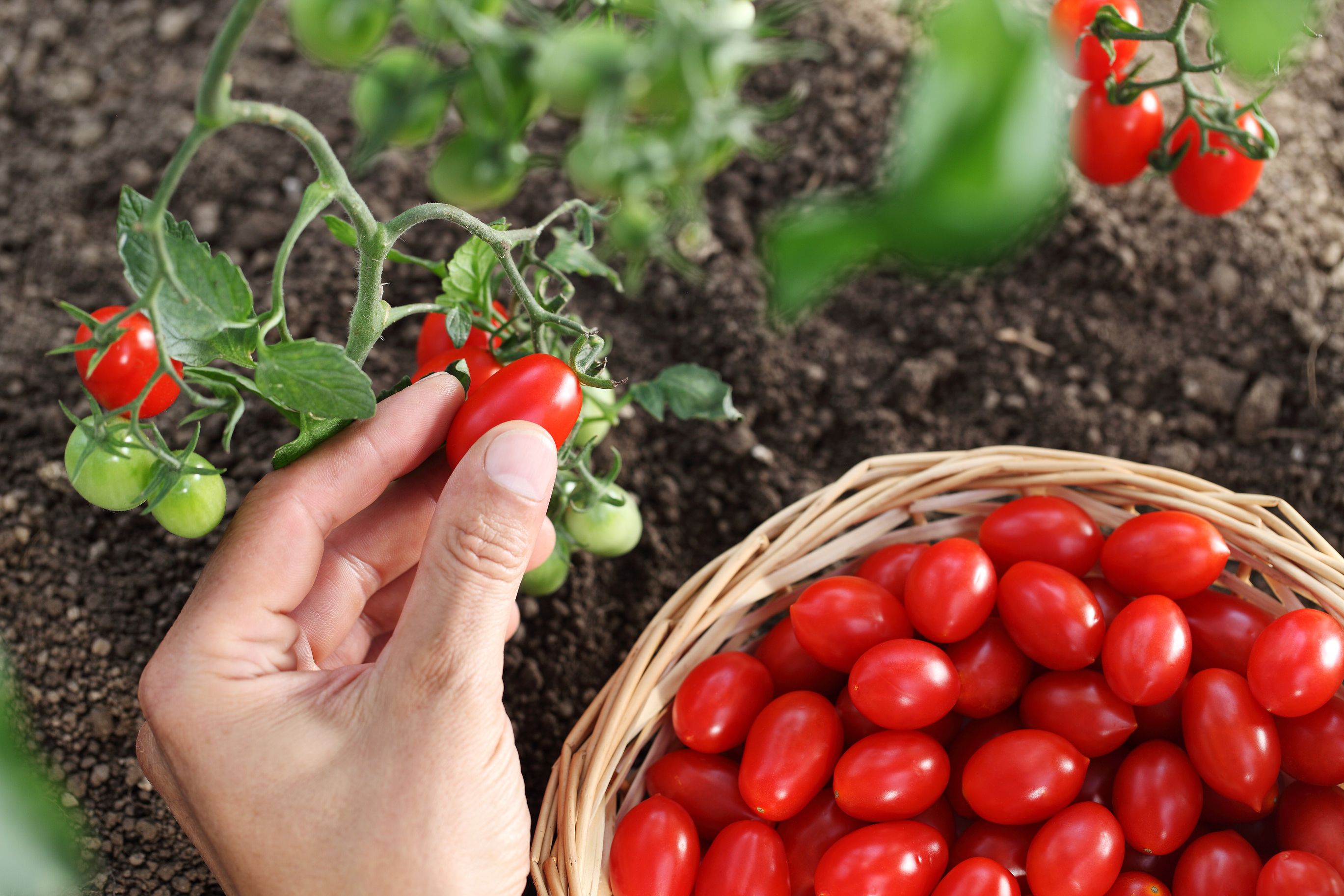 When to Pick Cherry Tomatoes From Your Garden