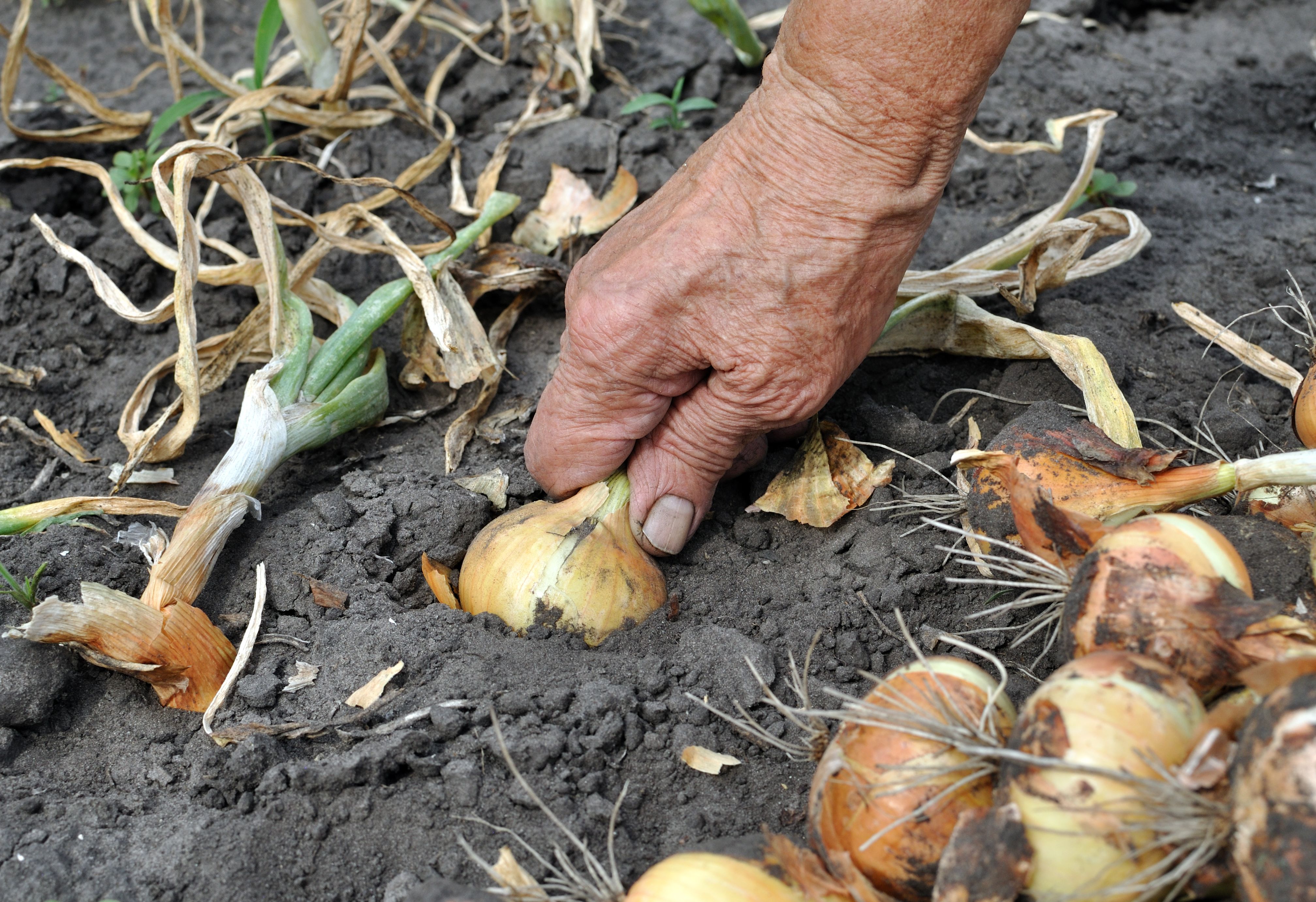 How To Grow Winter Onions