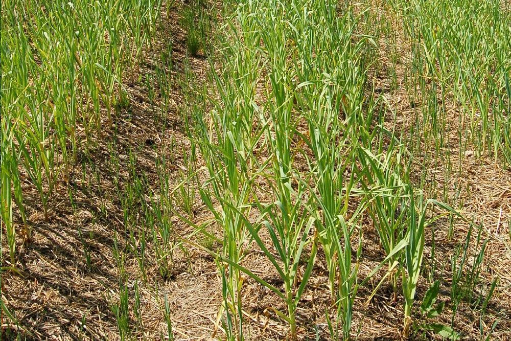 A crop of garlic in dry soil