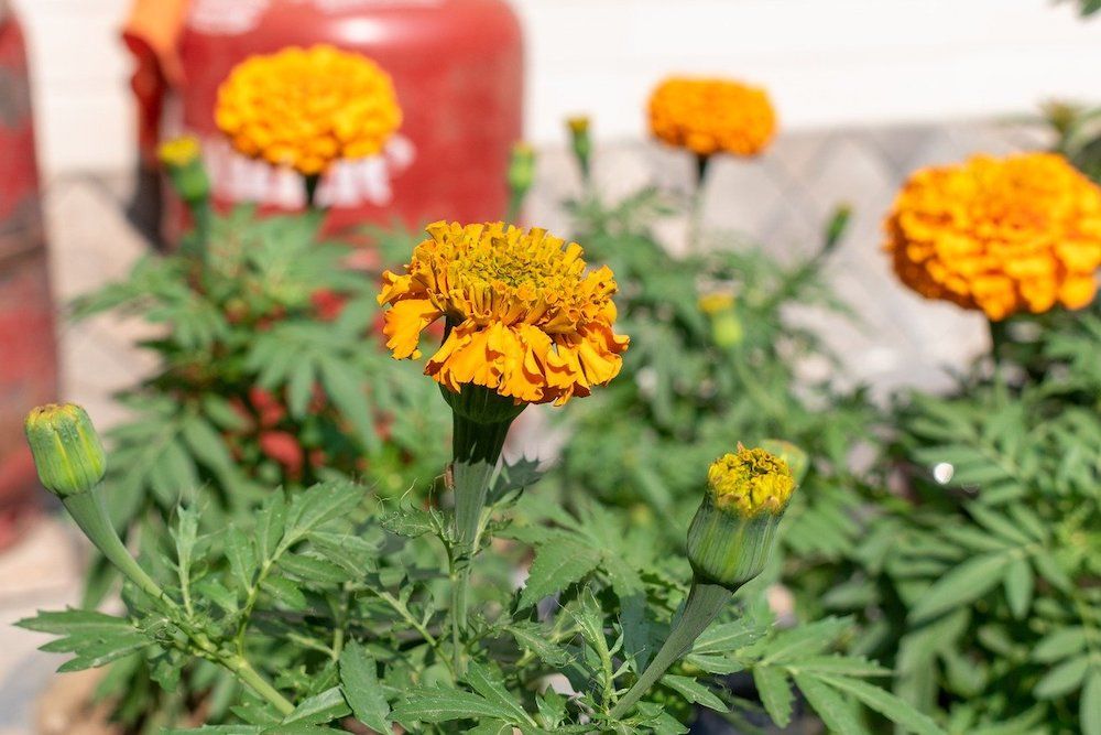 5 Best Fertilizers for Marigolds