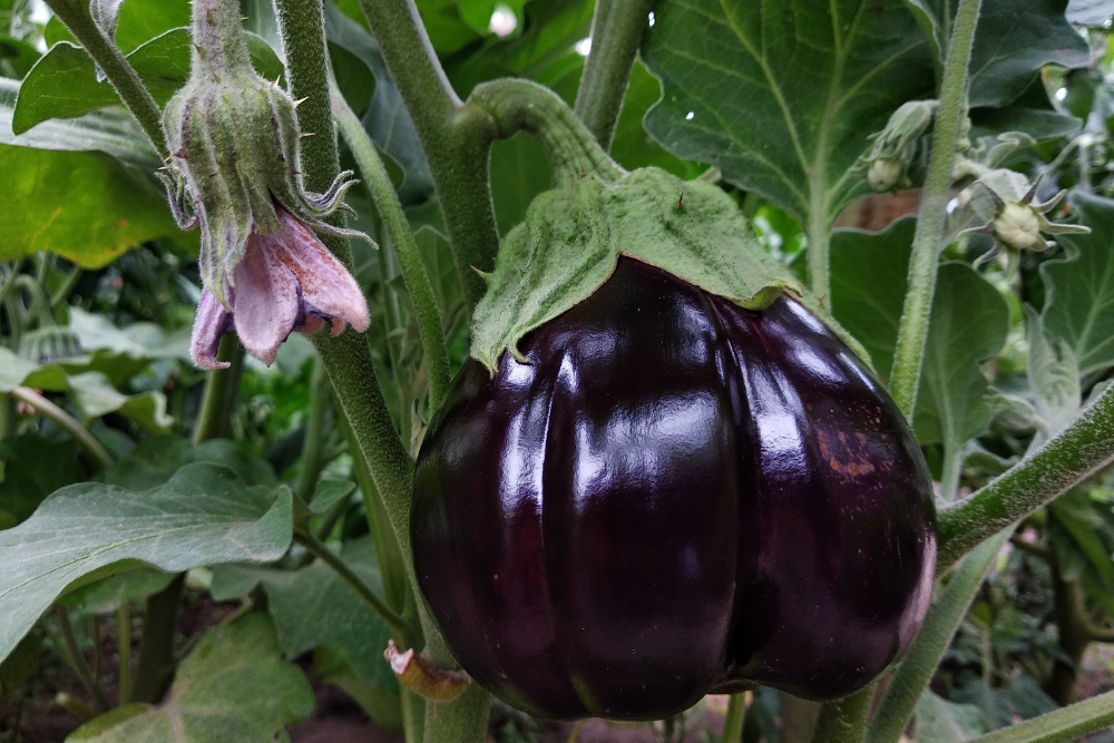 How to Properly Prune Eggplant