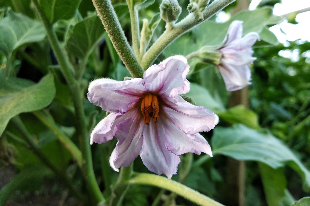Why You Should Use Epsom Salt for Your Eggplant