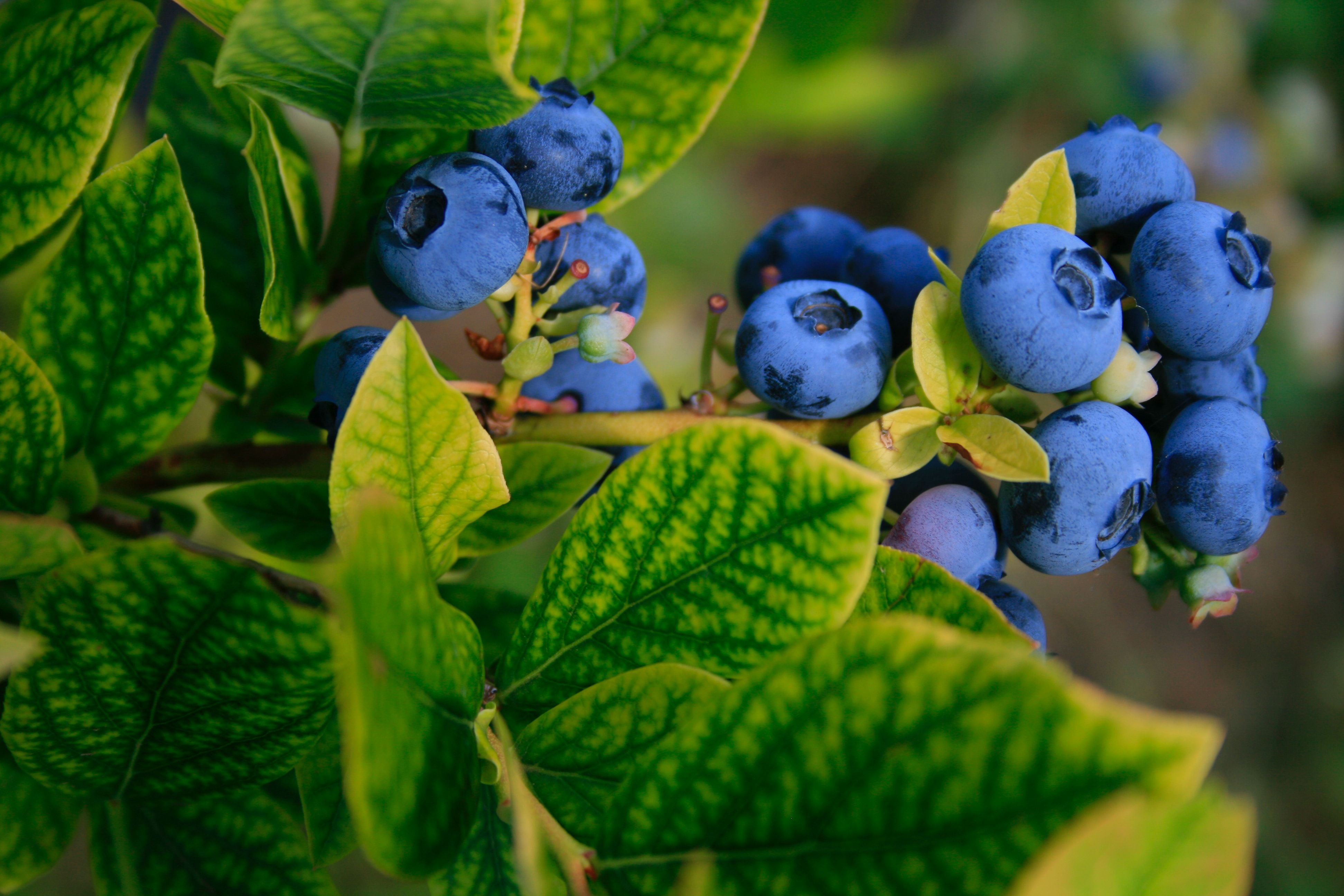 6 Best Companion Plants For Blueberries 0158