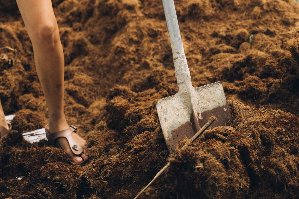 7 Tips For Growing Carrots in Raised Beds