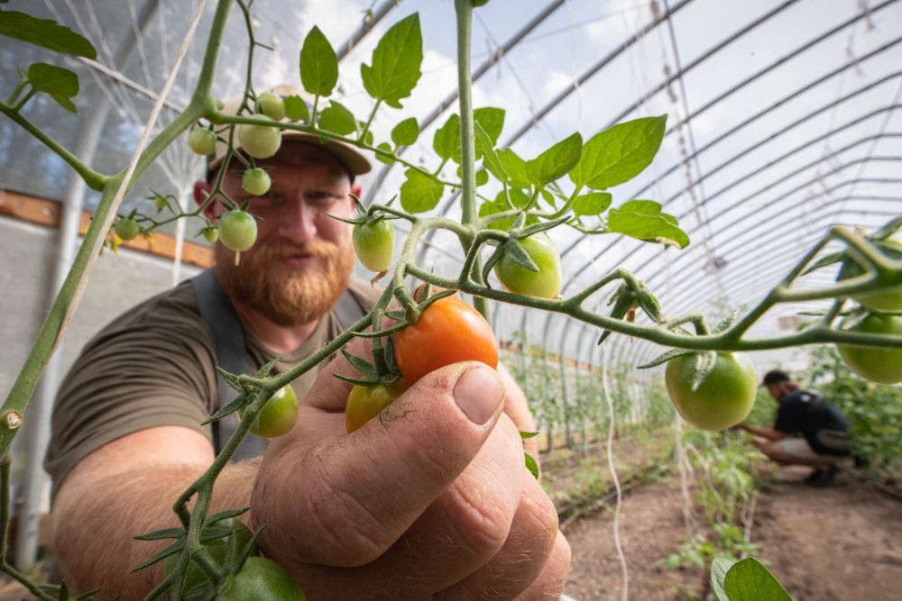 7 Tips For Harvesting Tomatoes