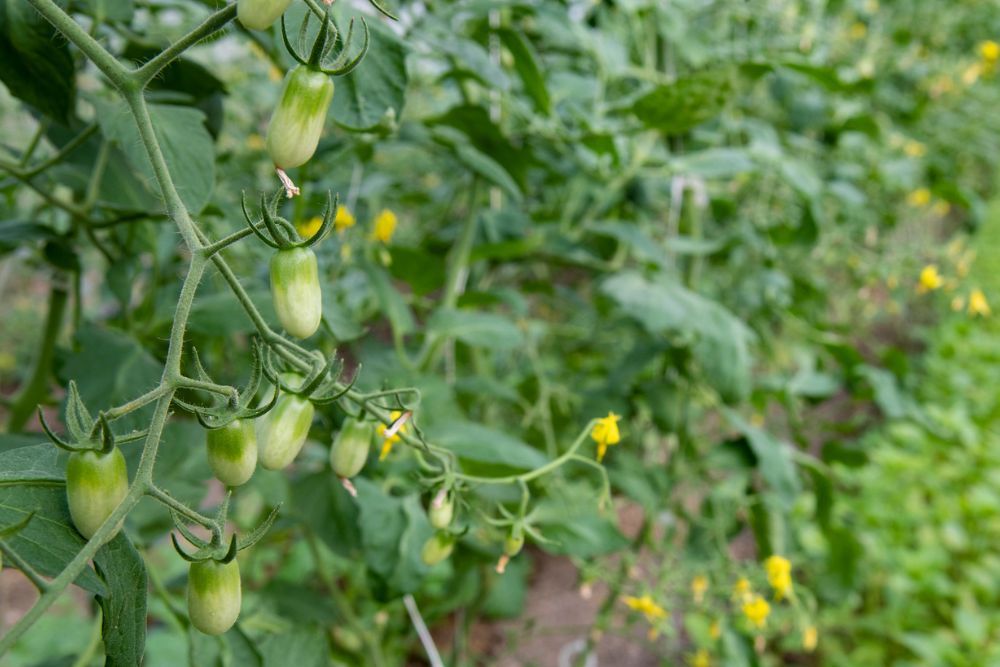 8 Tips For Growing Grape Tomatoes