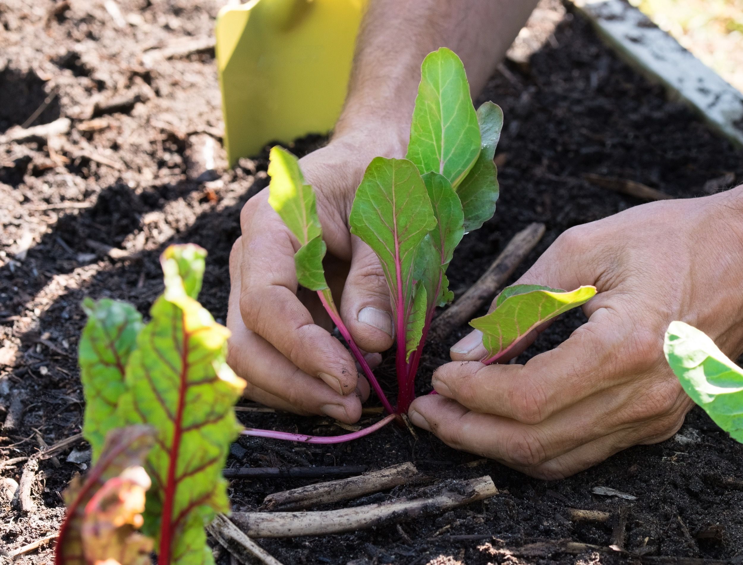 Hands planting lettuce