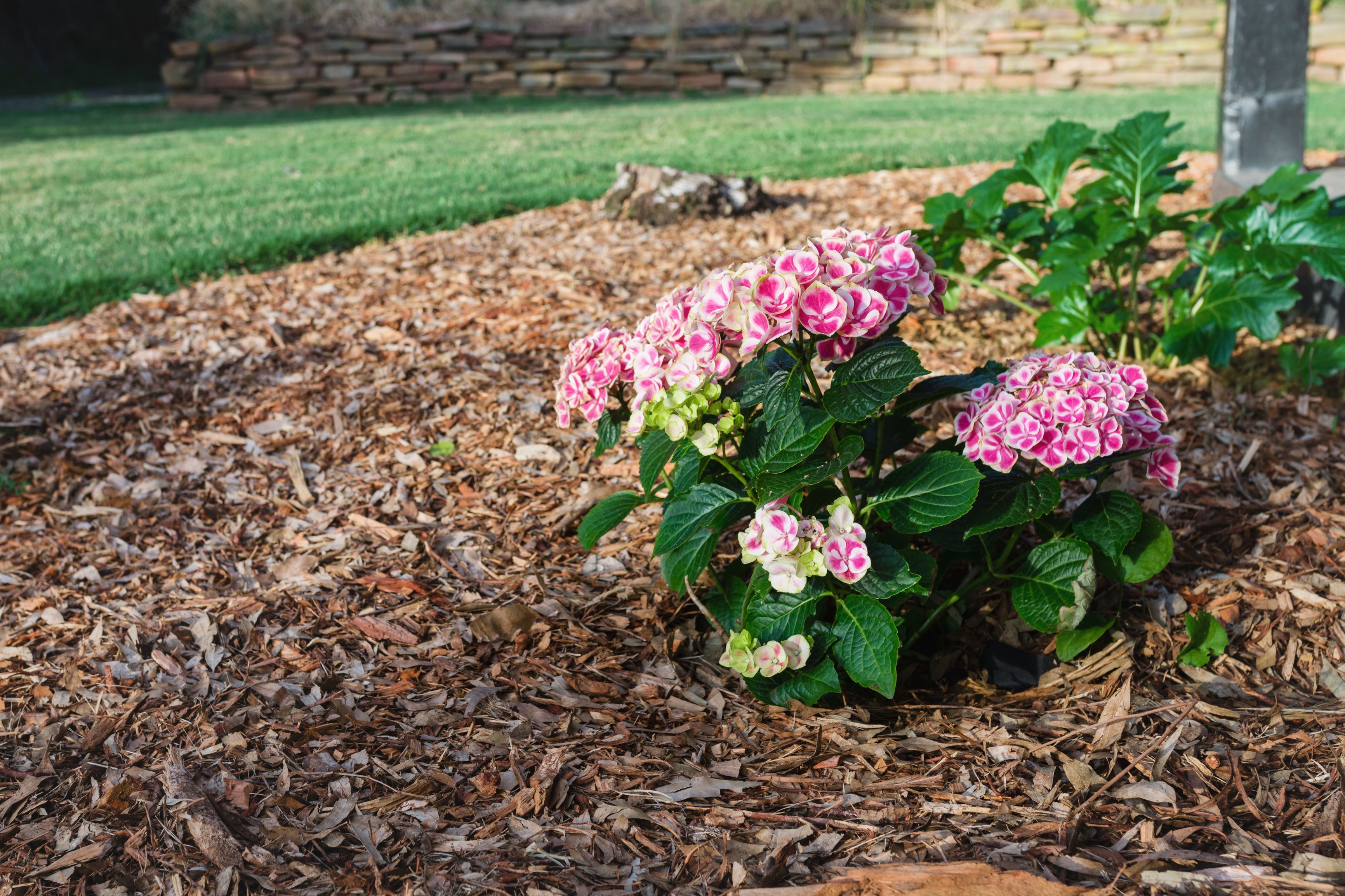 The Best Mulch For Your Hydrangeas