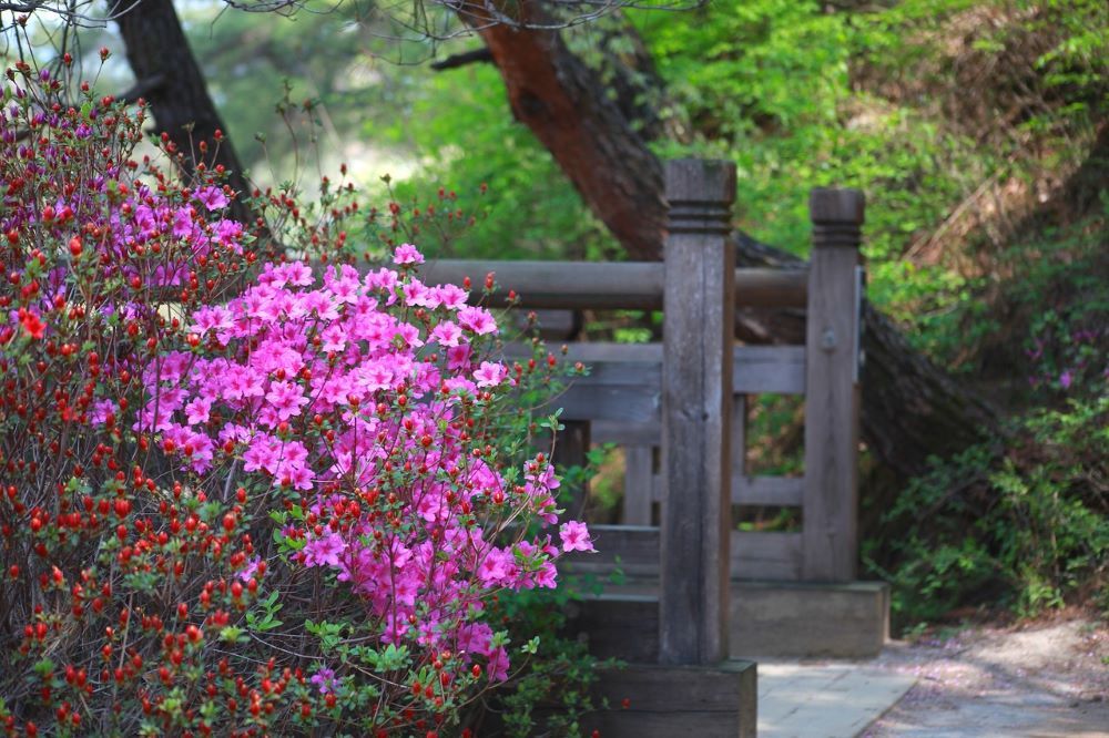 Why Your Azaleas Are Wilting