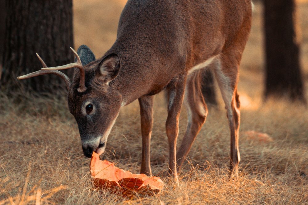 how-to-keep-deer-from-eating-your-pumpkins