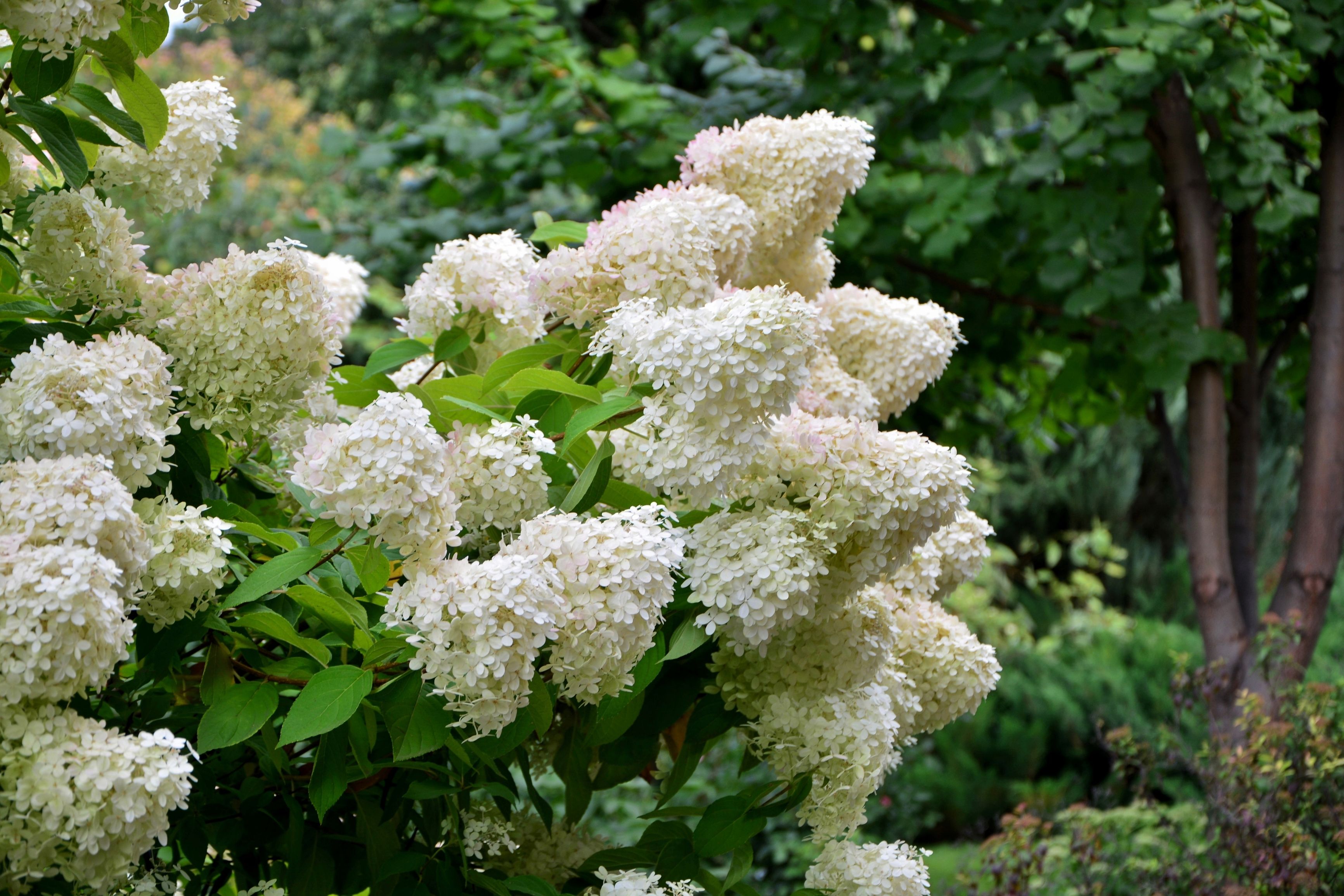 The Best Time to Prune Limelight Hydrangeas