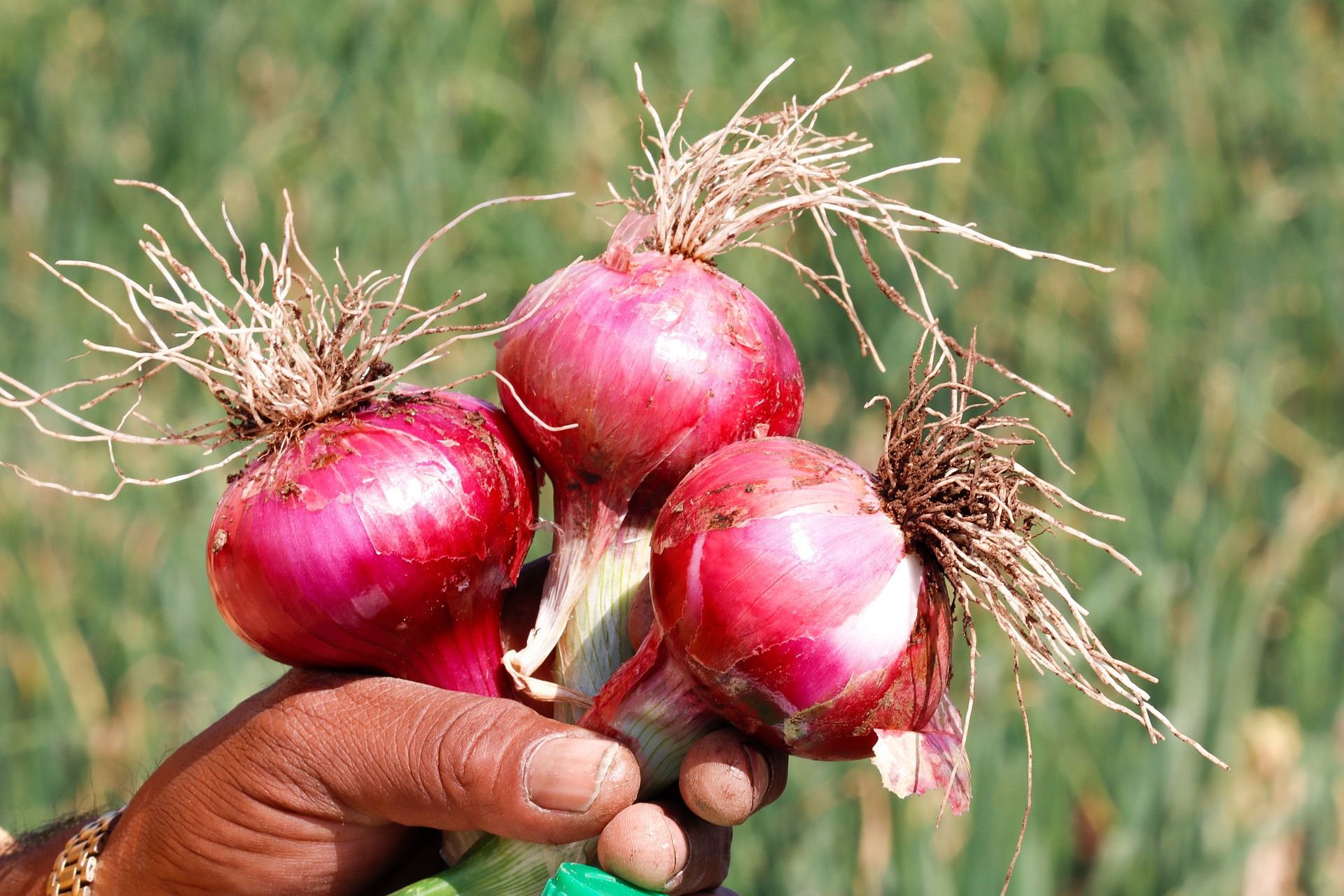 5 Best Fertilizers For Onions