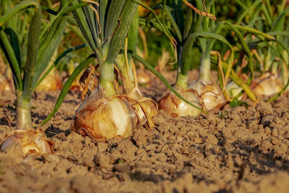 Onions in a garden patch