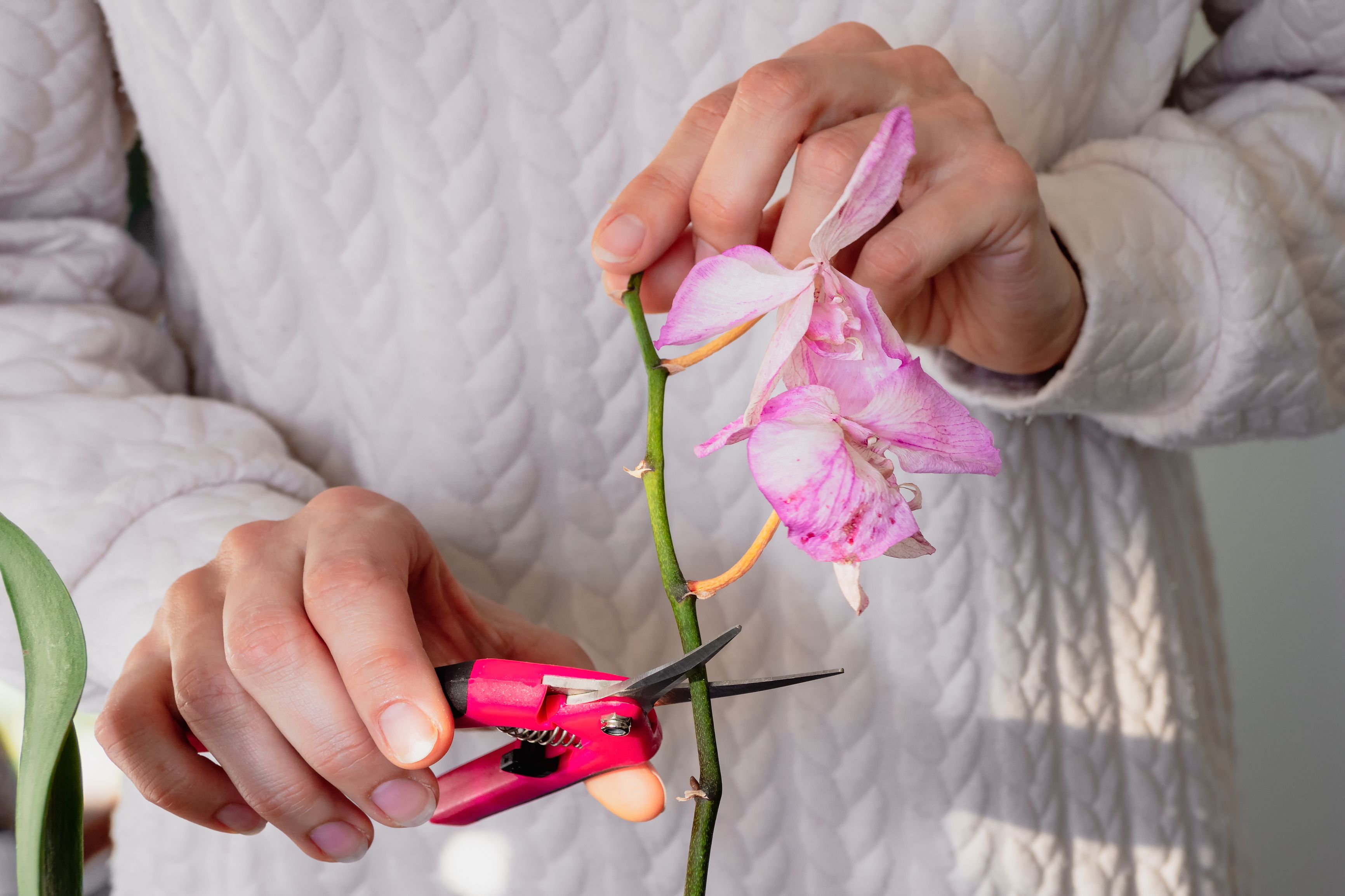 What to Do With Your Orchid After the Blooms Fall Off