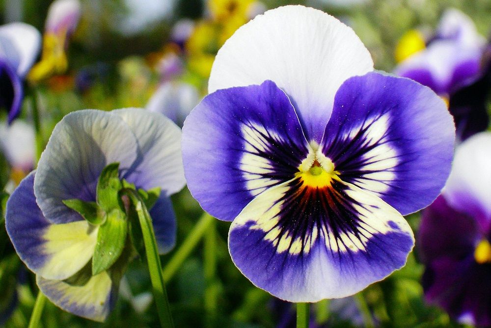 7-best-flowers-to-plant-in-september