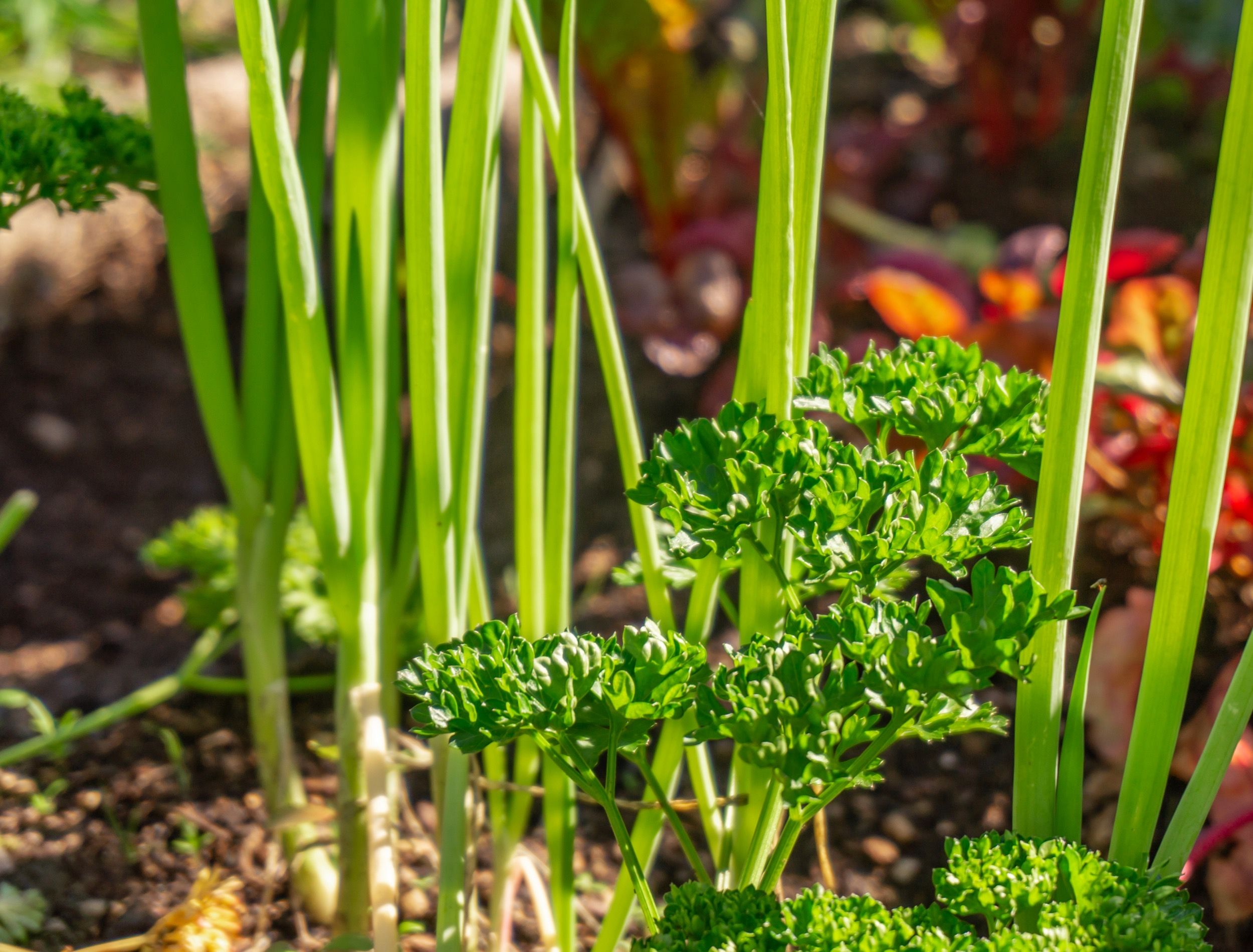 6 Plants Not To Plant Near Onions