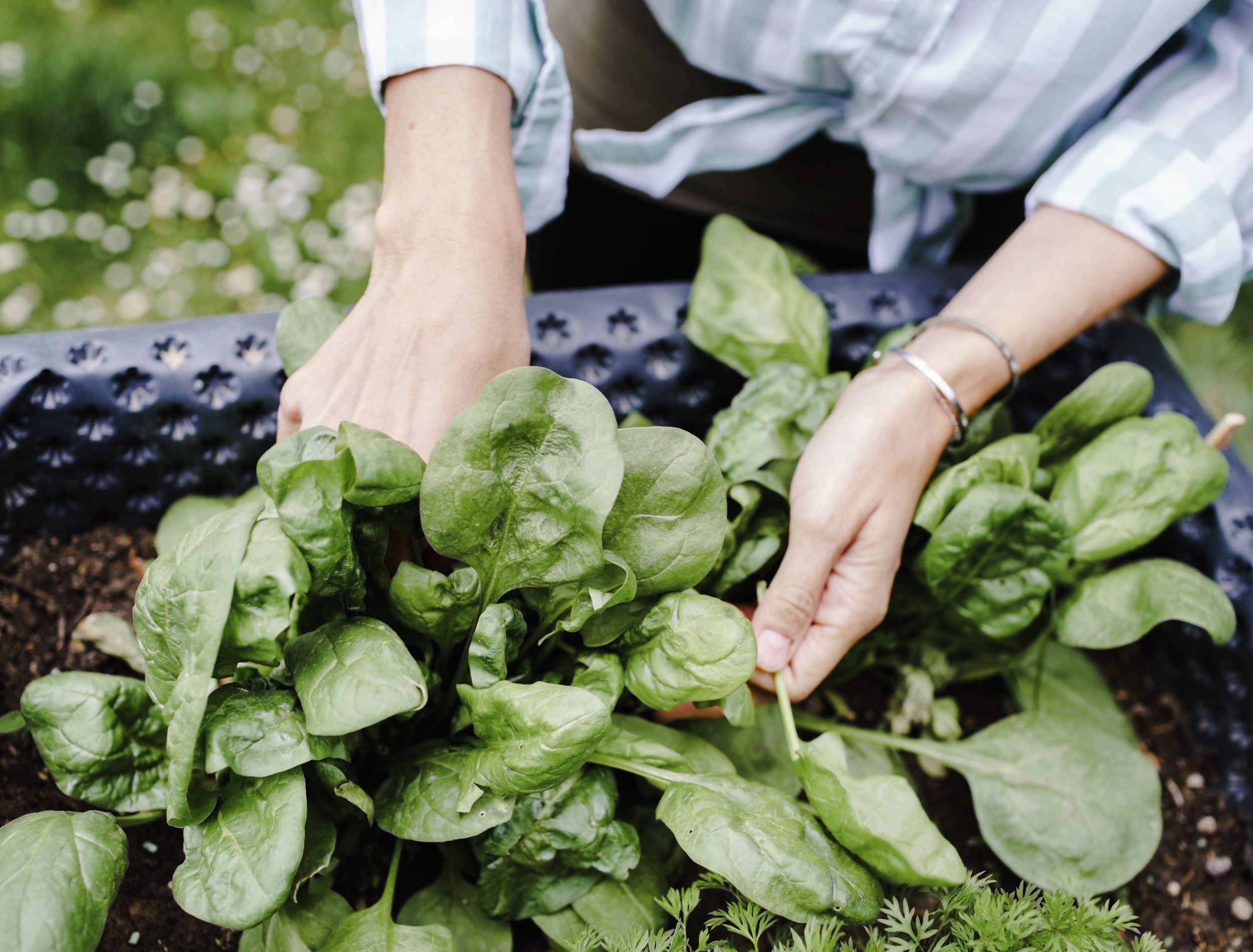 Person  harvests vegetables like lettuce, spinach, radishes, from raised beds in garden