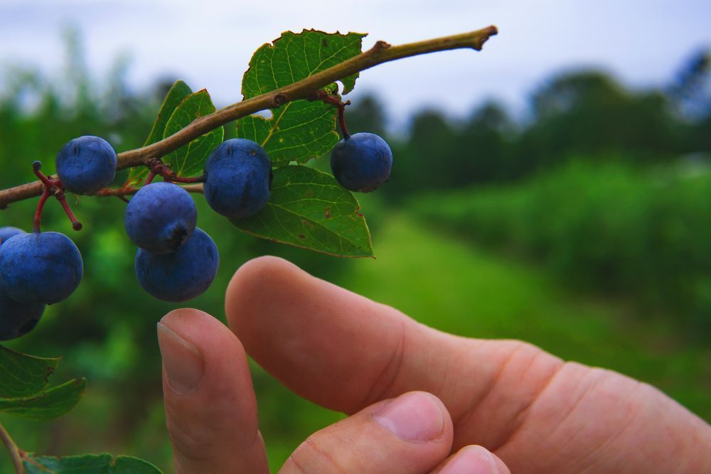 Person picking ripe blueberries from a blueberry bush