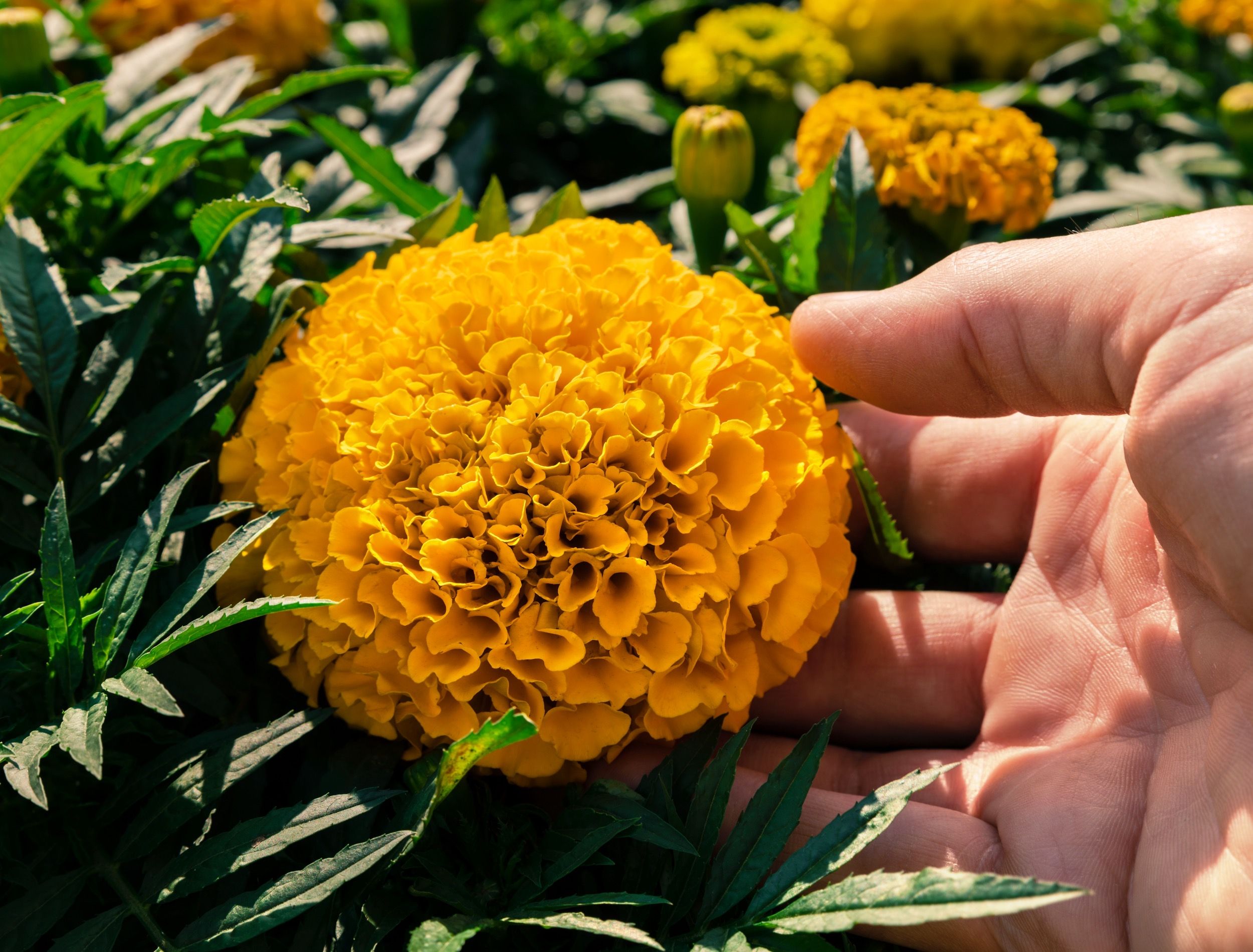 5 Tips For Growing Marigolds in Your Garden