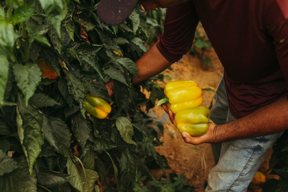 A guy harvesting yellow peppers.