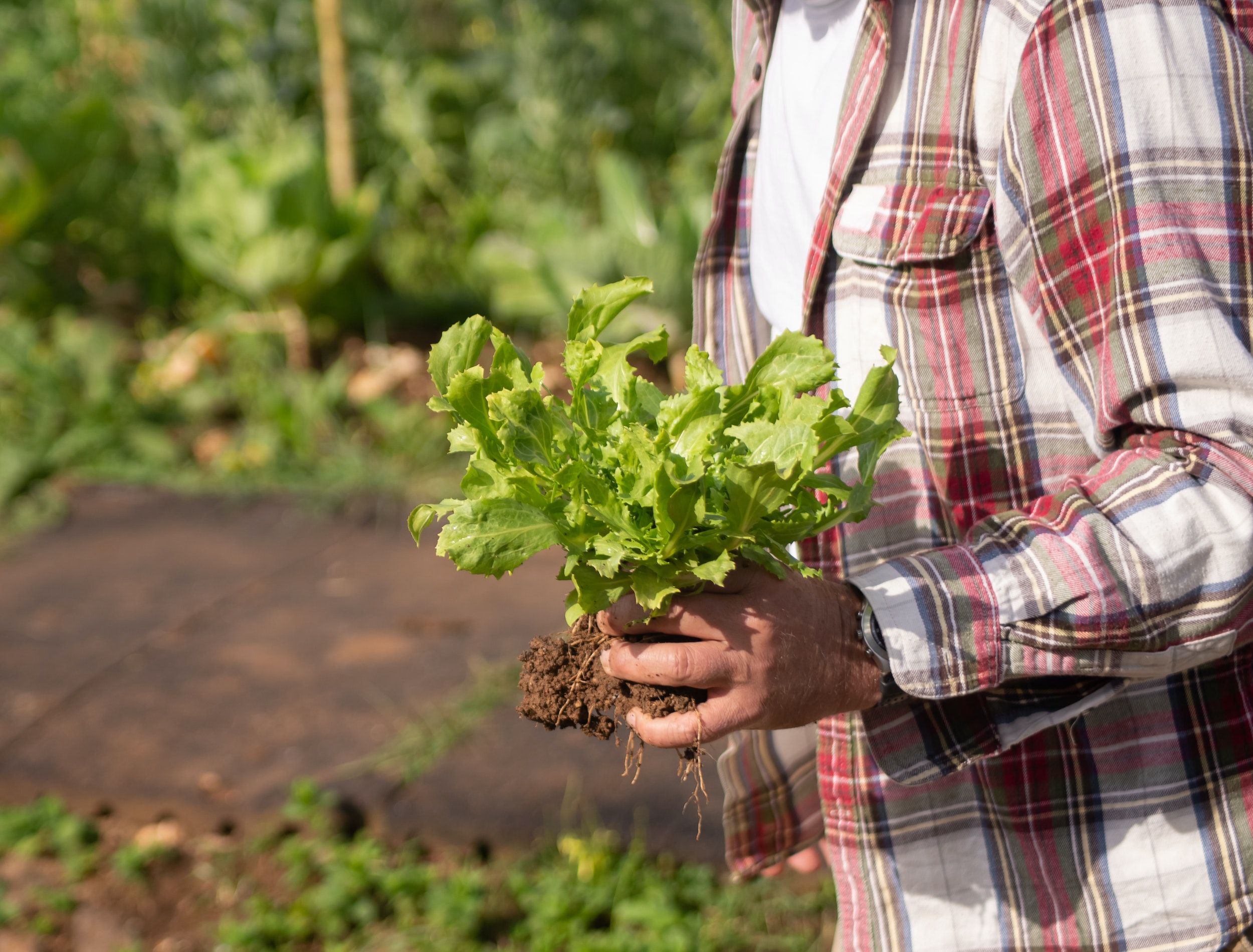 4 Tips For Growing Looseleaf Lettuce
