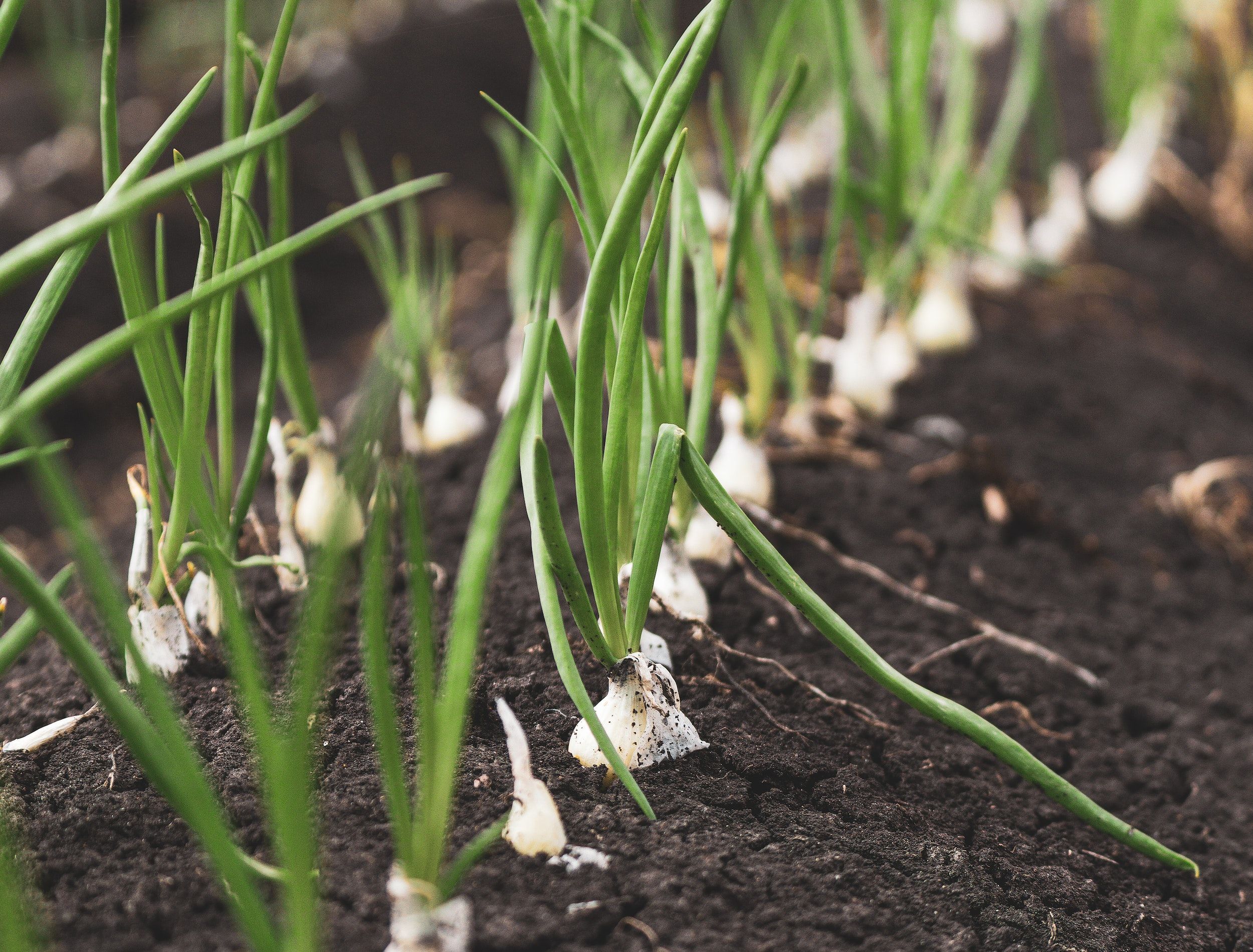 3 Ways to Prevent Onion Plants From Bolting