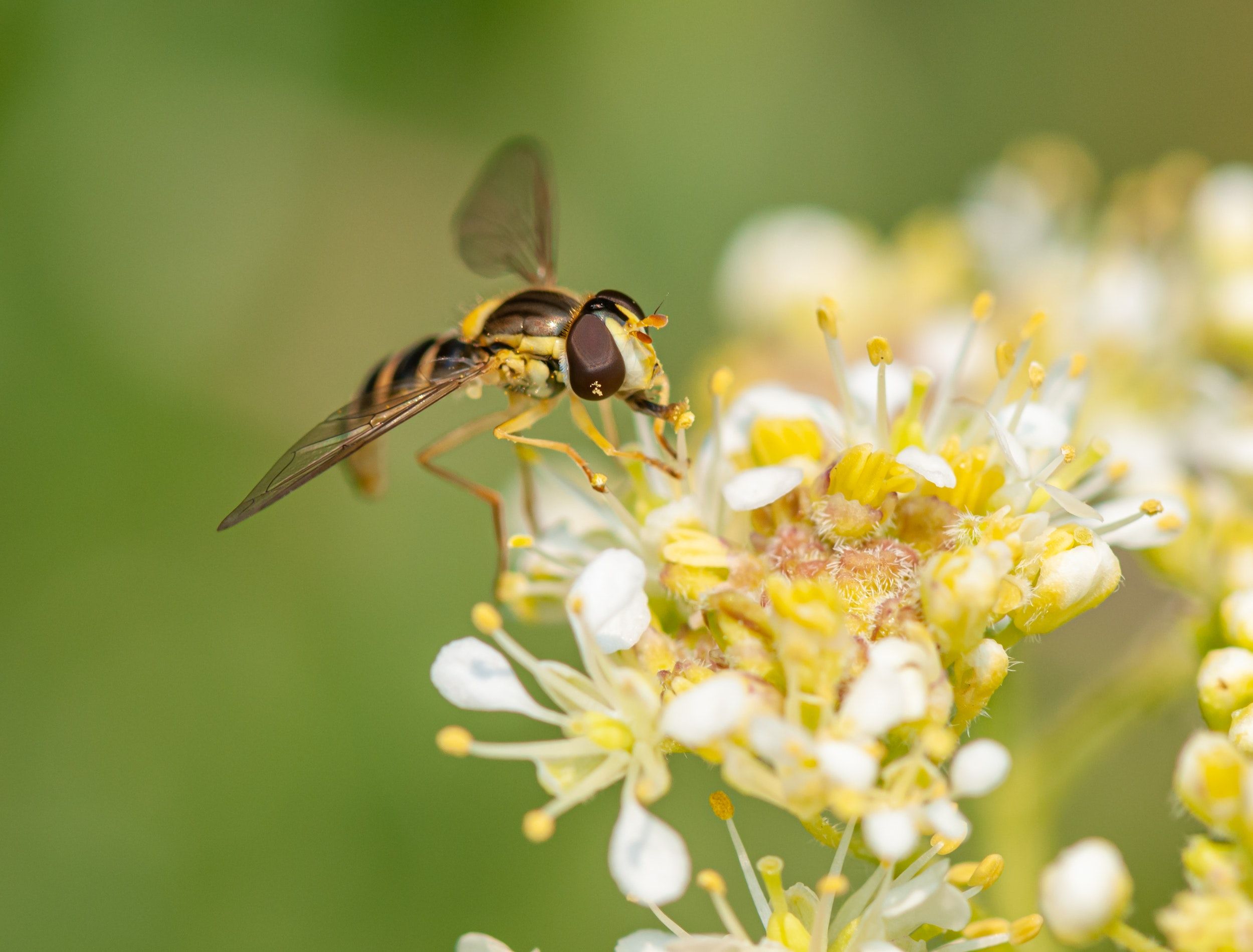 How to Use Coffee Grounds to Repel Wasps From Your Yard