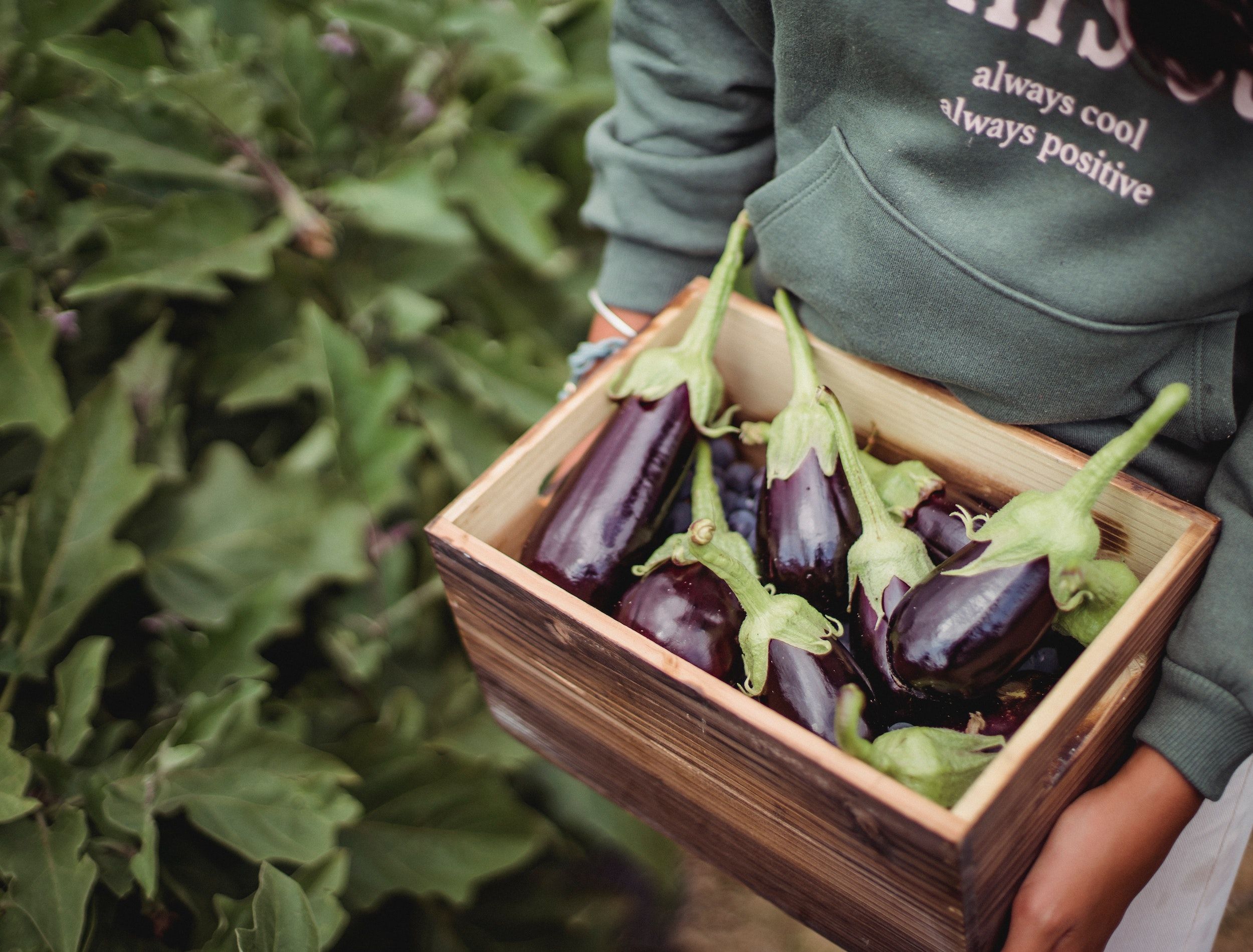 eggplant harvest 