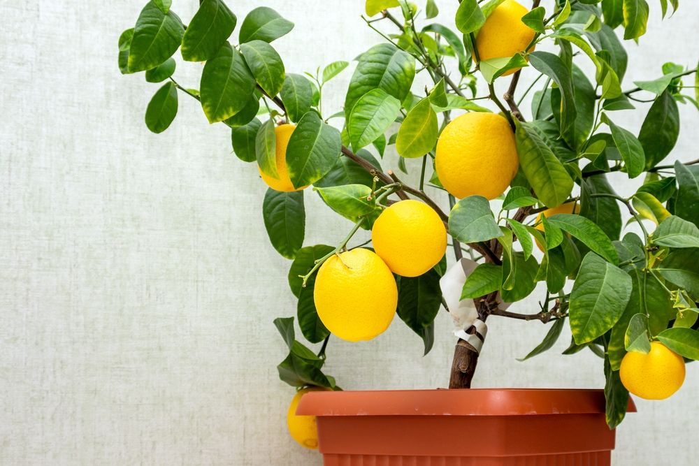 Potted lemon tree 