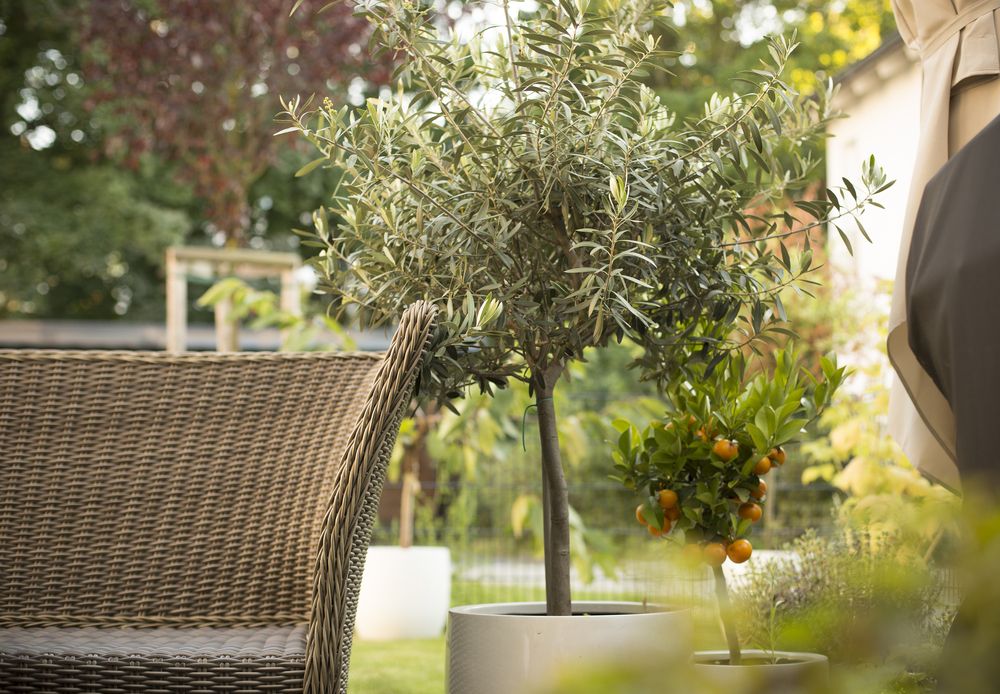 Potted olive and orange trees