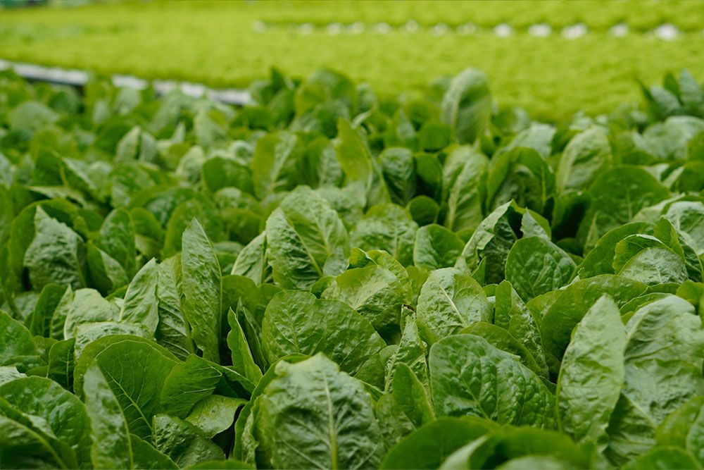 7 Ways to Prevent Your Spinach From Bolting
