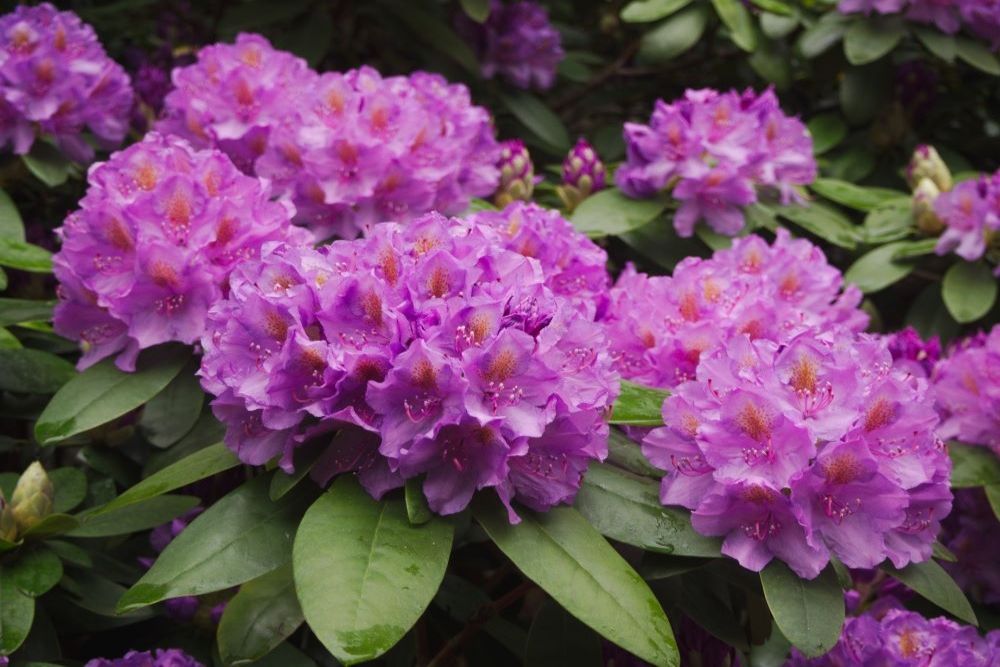 How to Use Coffee Ground to Fertilize Rhododendron