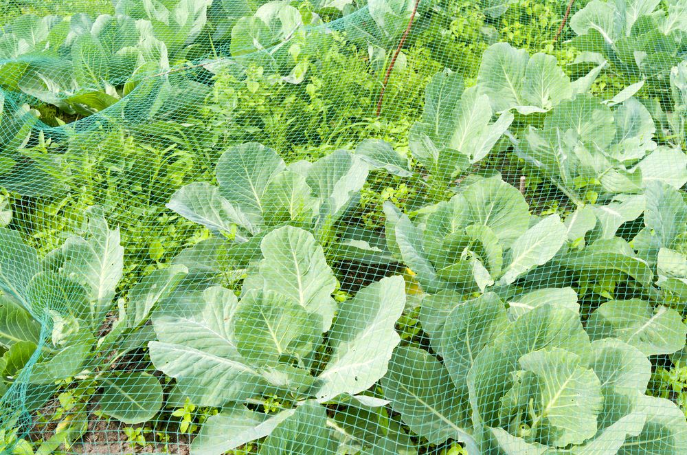 Row Cover Cabbages 