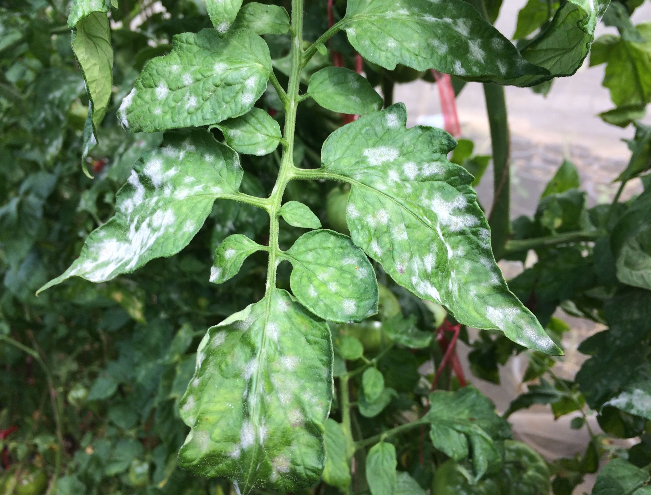 5 Ways to Prevent Powdery Mildew on Tomato Plants