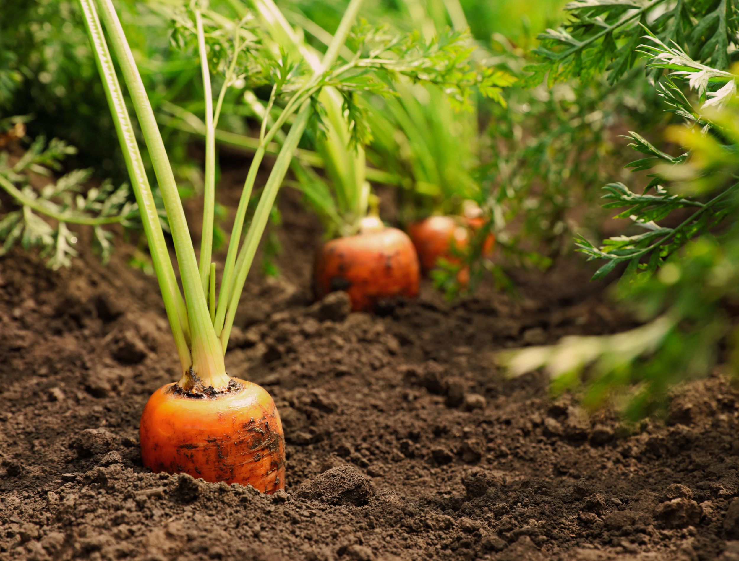 How to Use Coffee Grounds to Fertilize Your Carrots