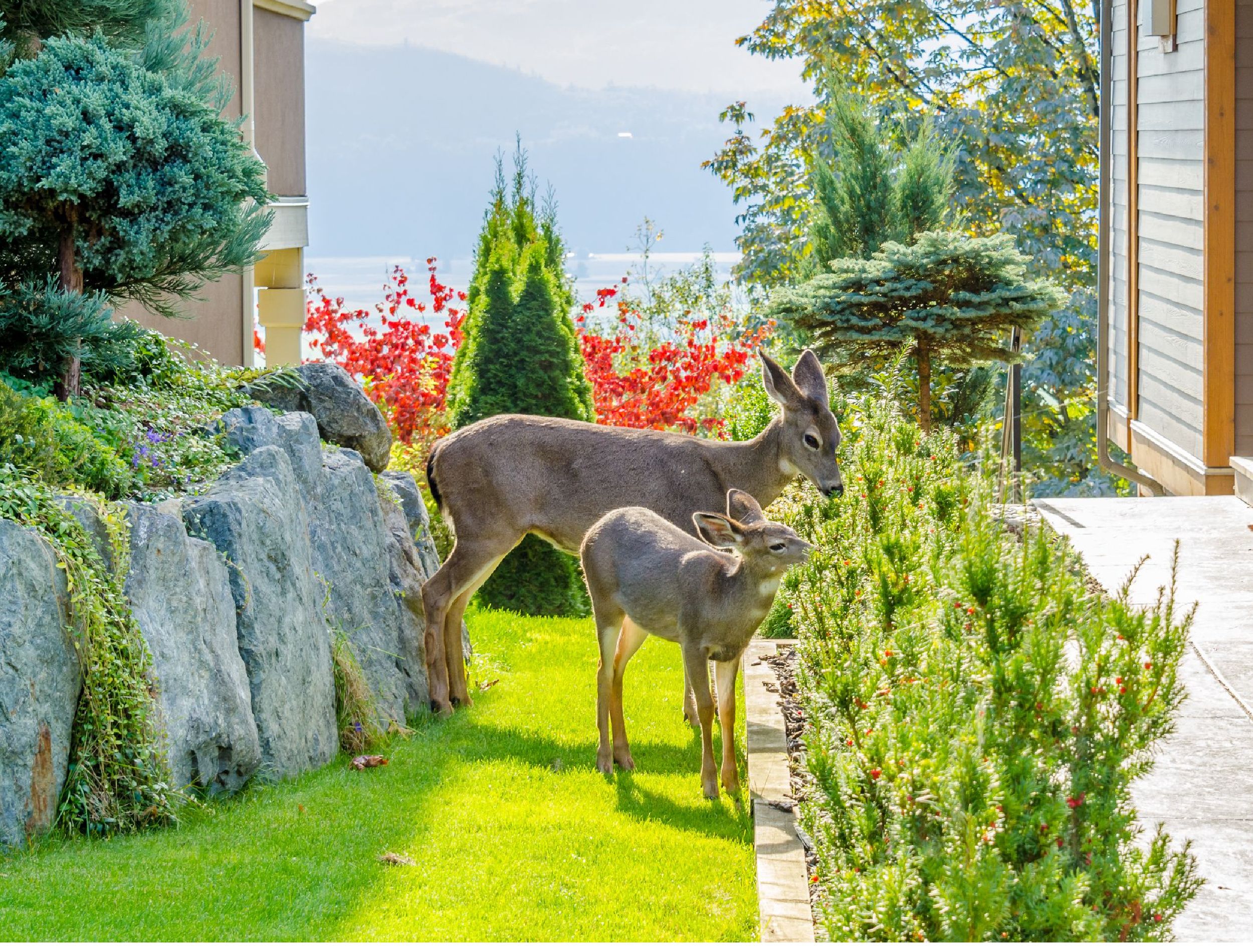 How to use epsom salt to deter deer from your garden