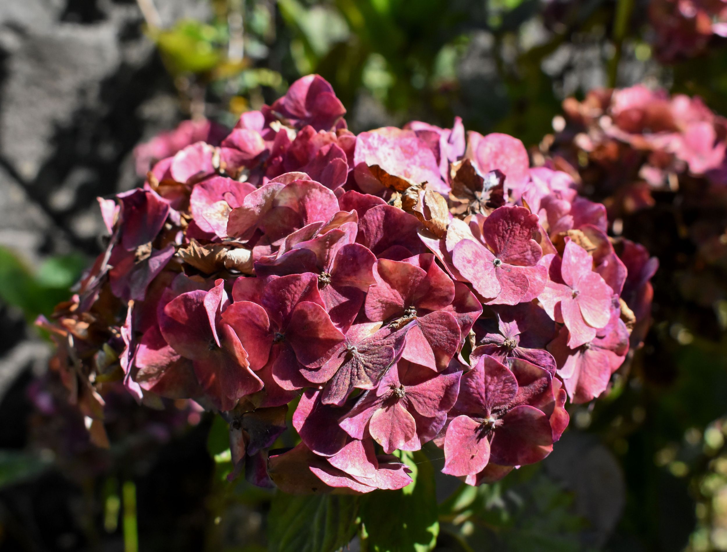 The Hidden Danger Lurking Beneath Your Hydrangeas - 7e7jkn8