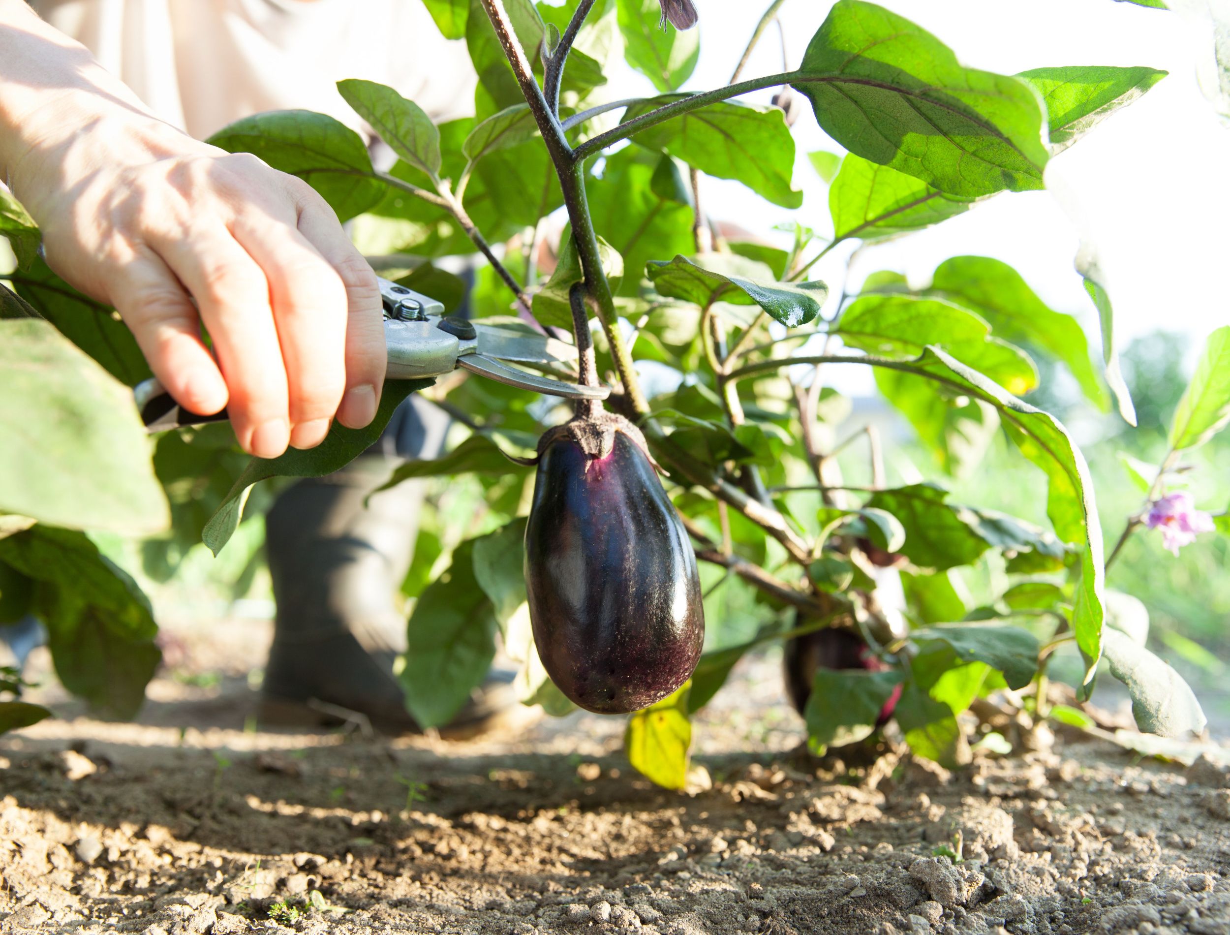 gardener pruning eggplant in garden
