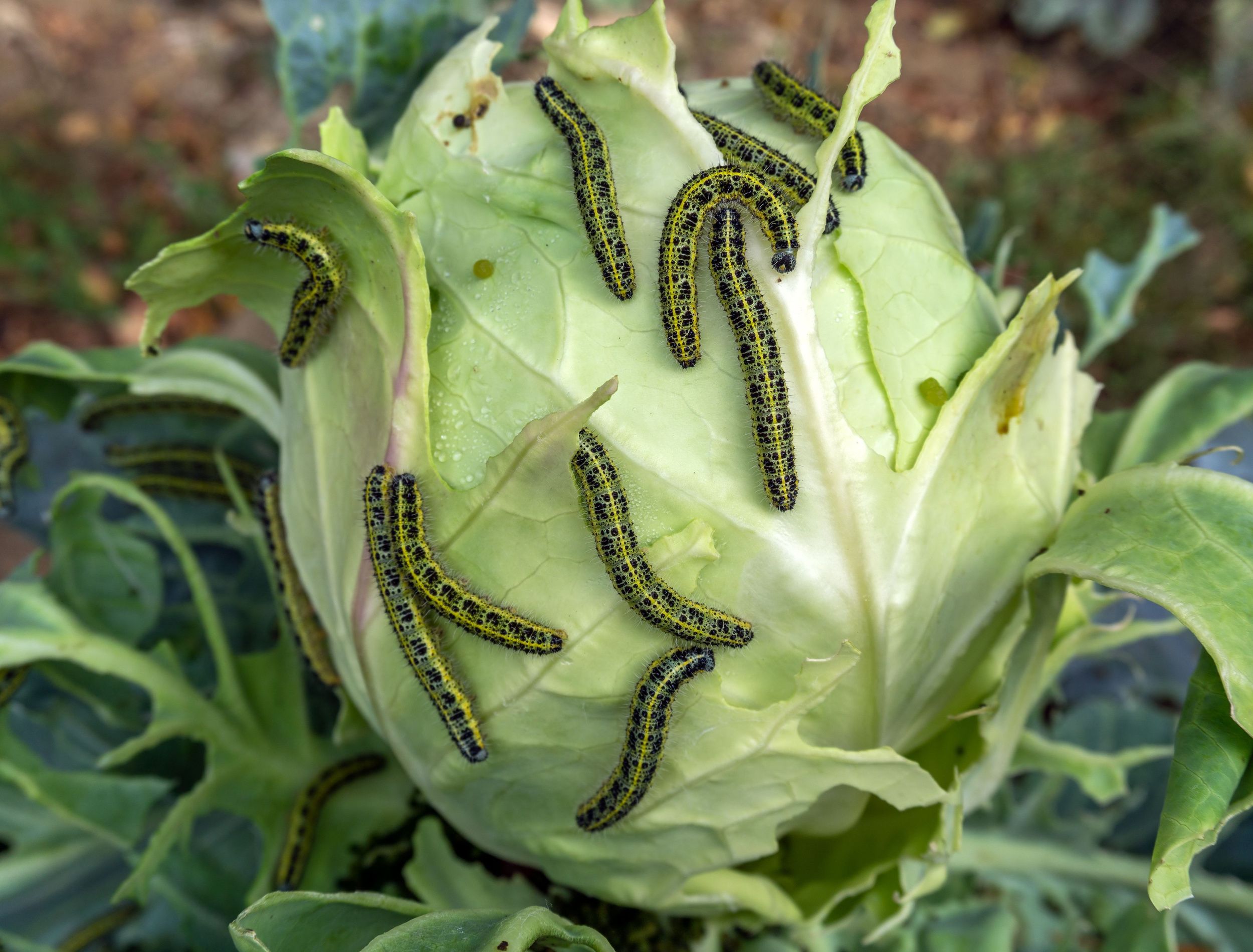How to Use Baking Soda to Kill Cabbage Worms