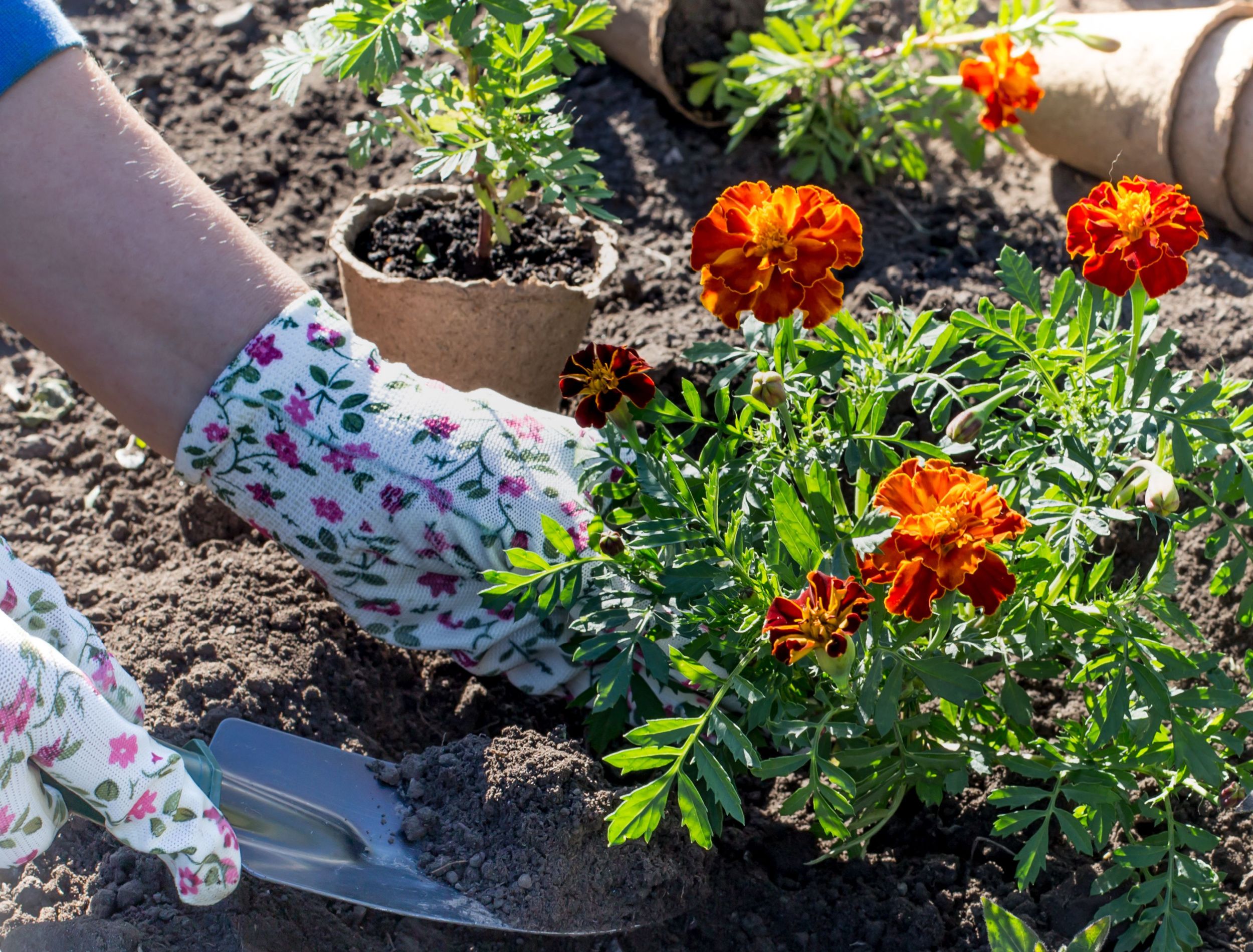 how-to-repel-pests-with-marigolds