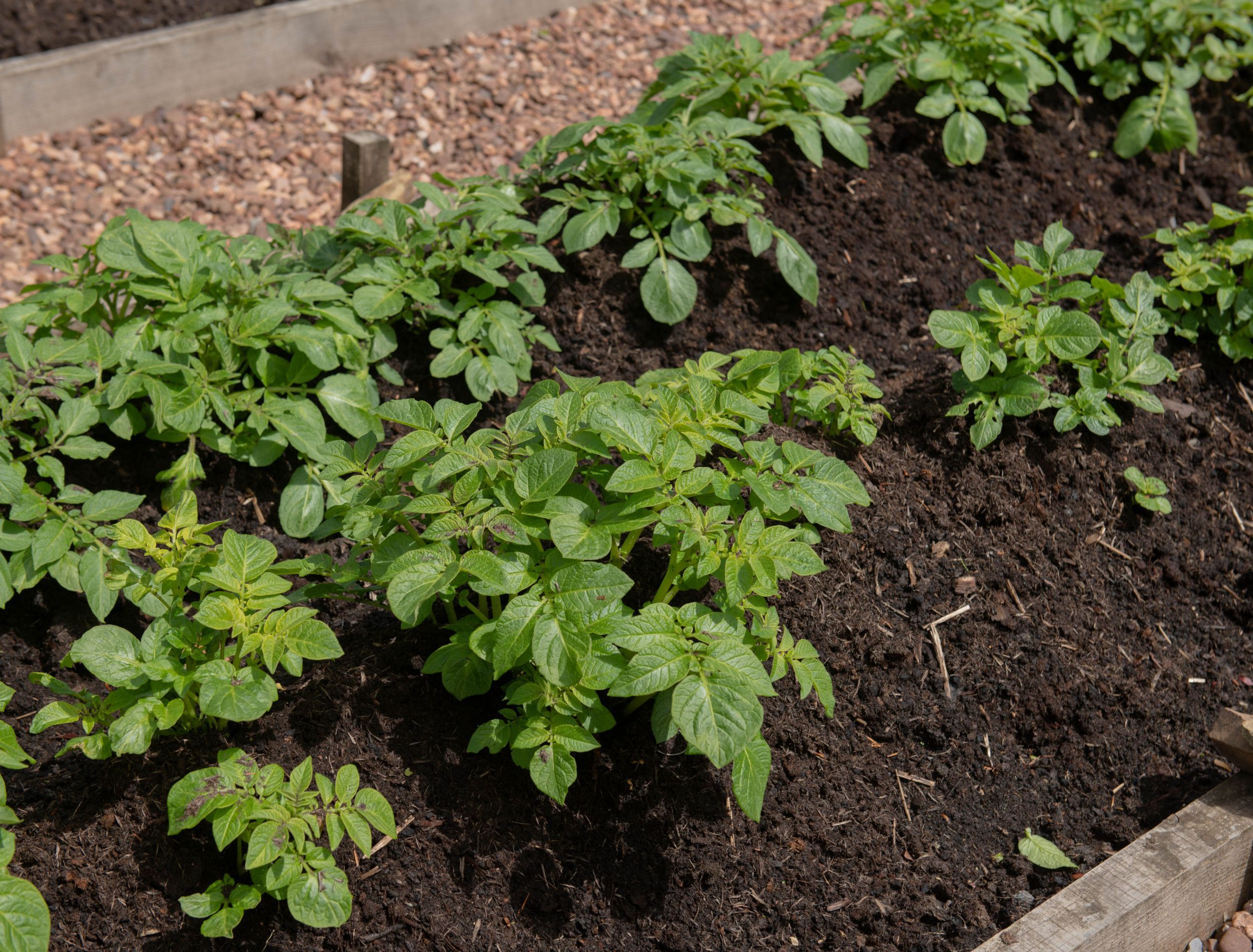 6 Tips For Growing Potatoes in Raised Beds