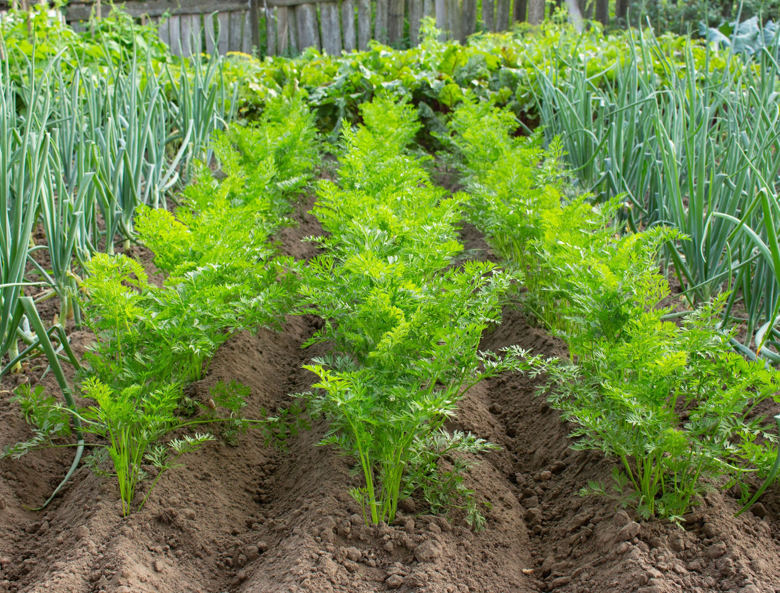 how-to-harvest-carrots-4-steps-with-pictures-wikihow