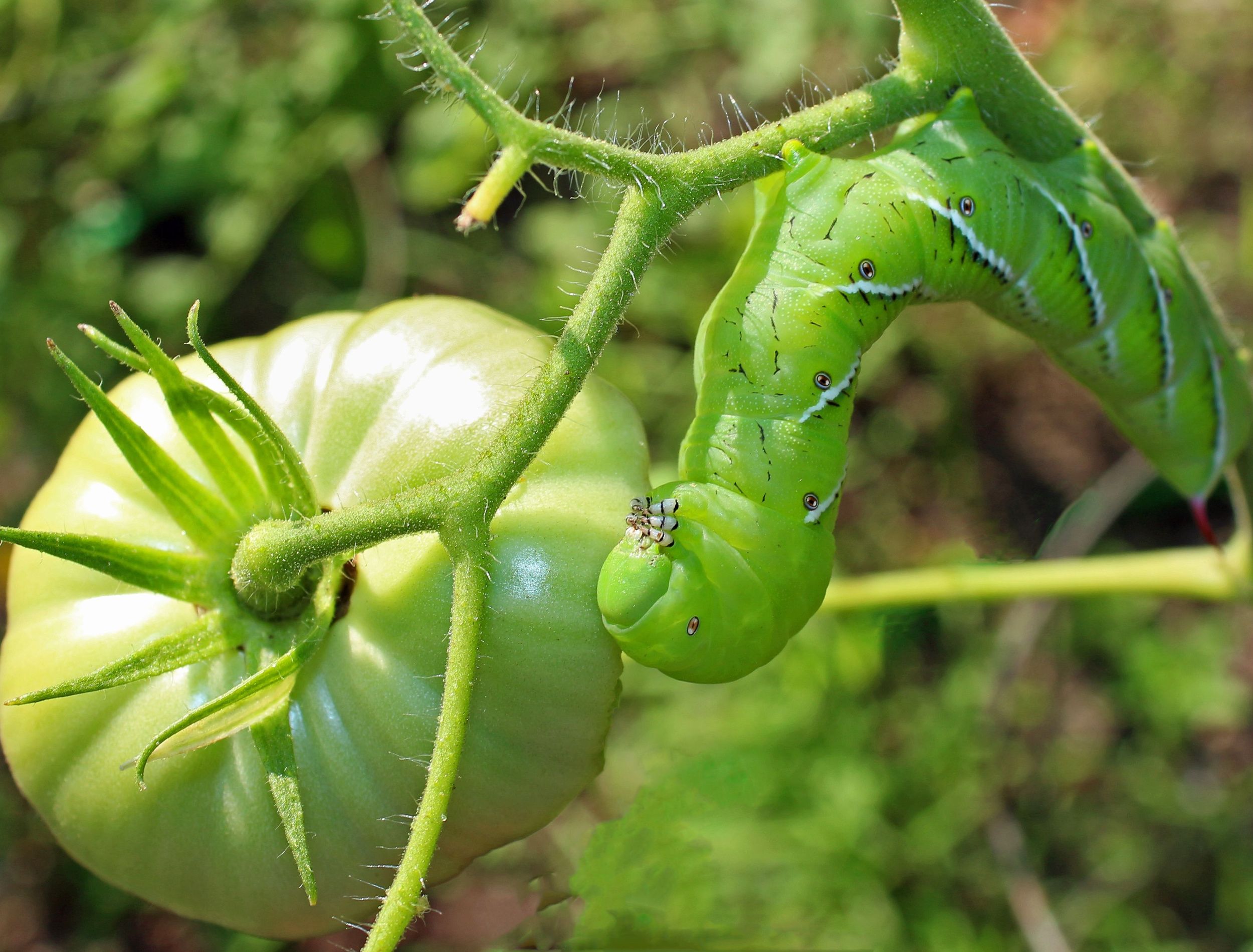 5 Plants That Repel Hornworms From Your Tomatoes