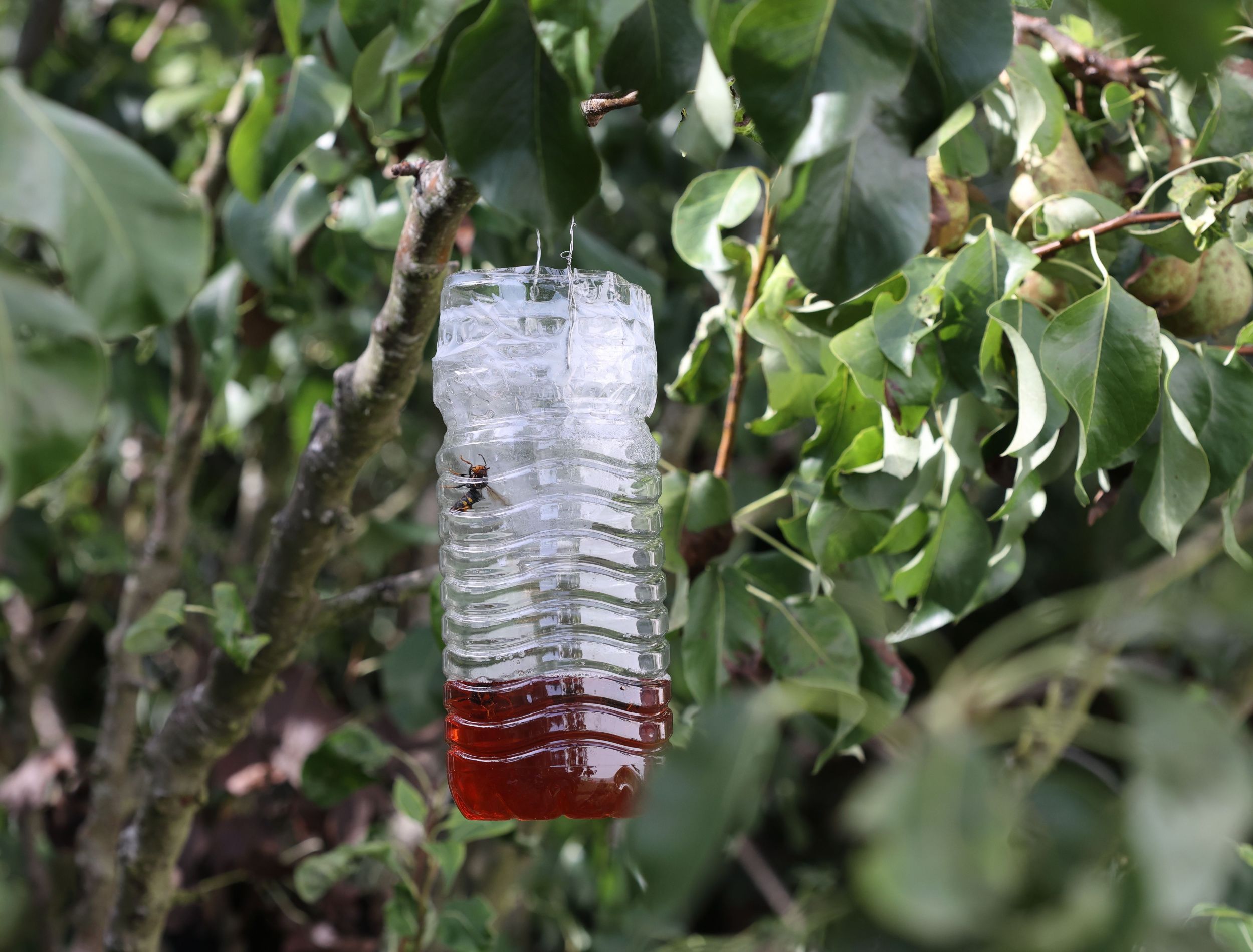 How to Use Vinegar to Repel Wasps From Your Yard