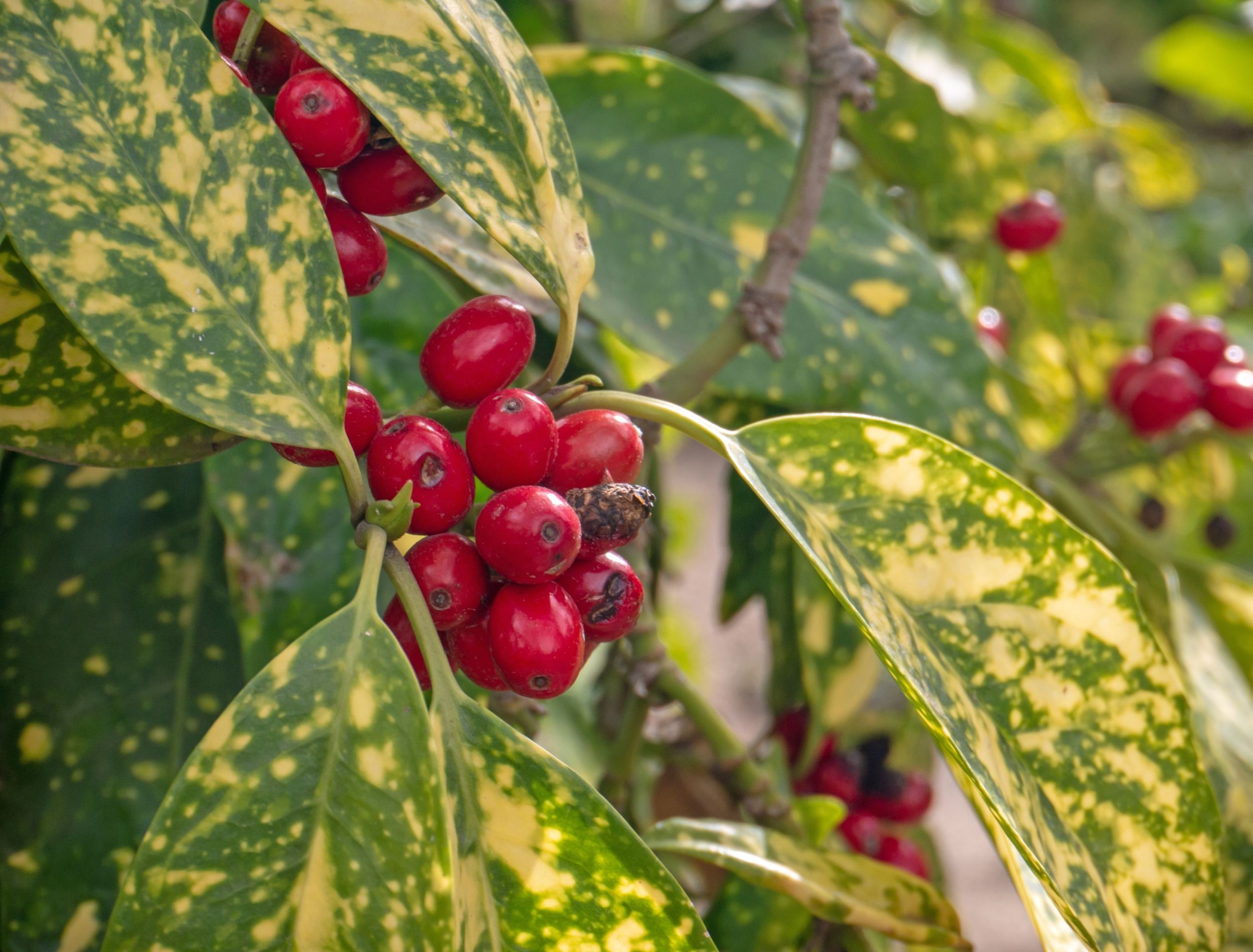 5 Best Evergreen Shrubs for Shade