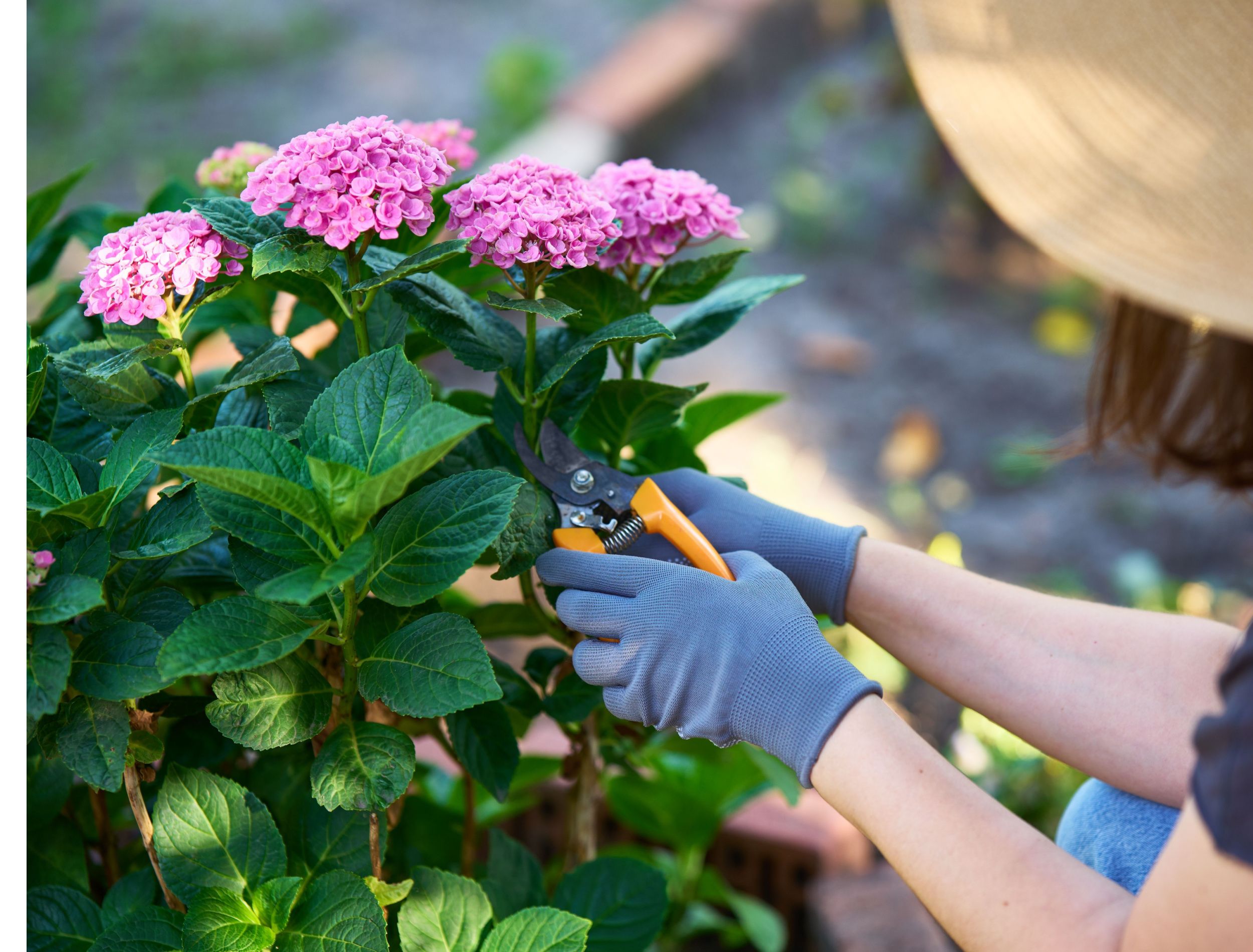 How To Care For Hydrangeas In Summer 9282