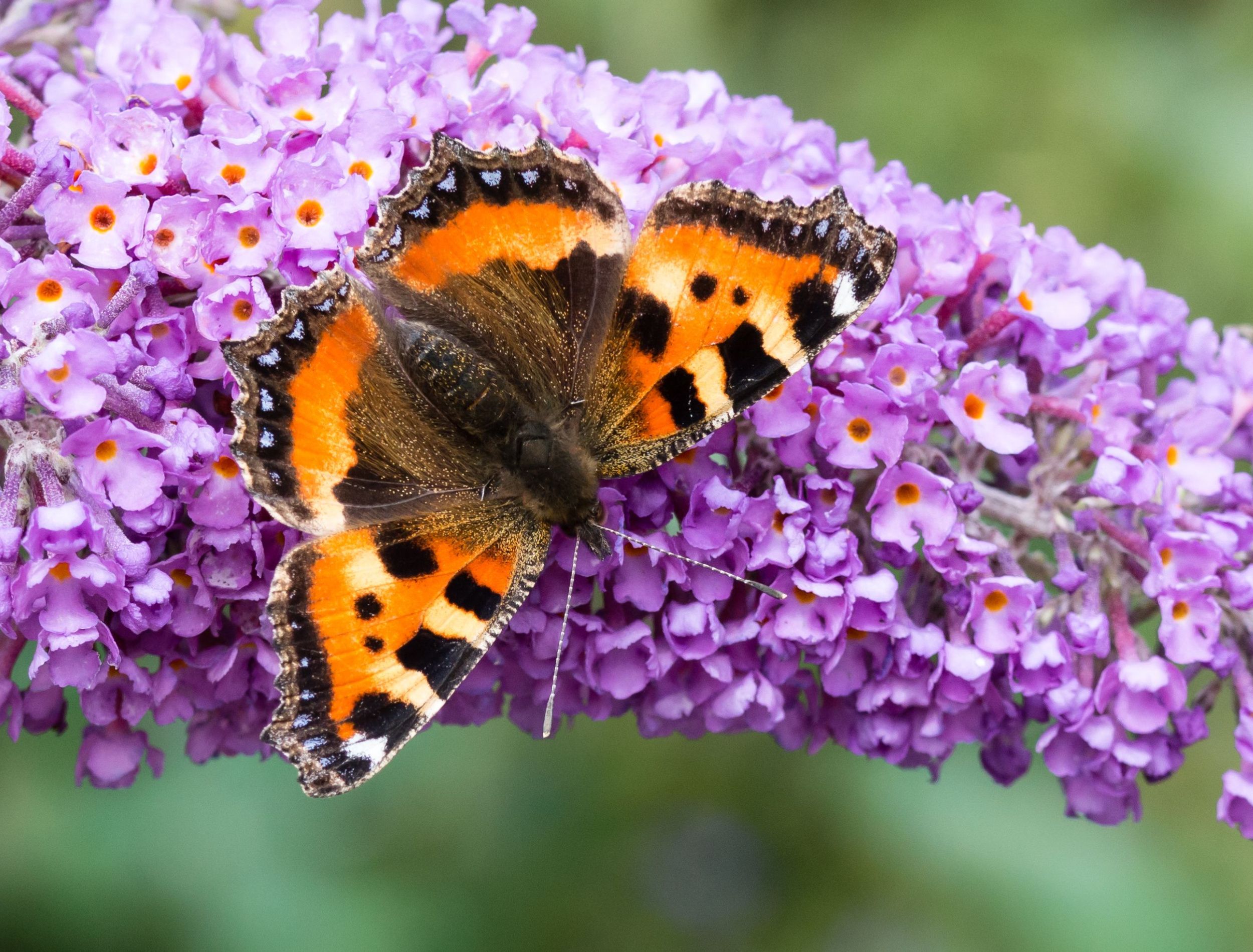 How to Fertilize Your Butterfly Bush